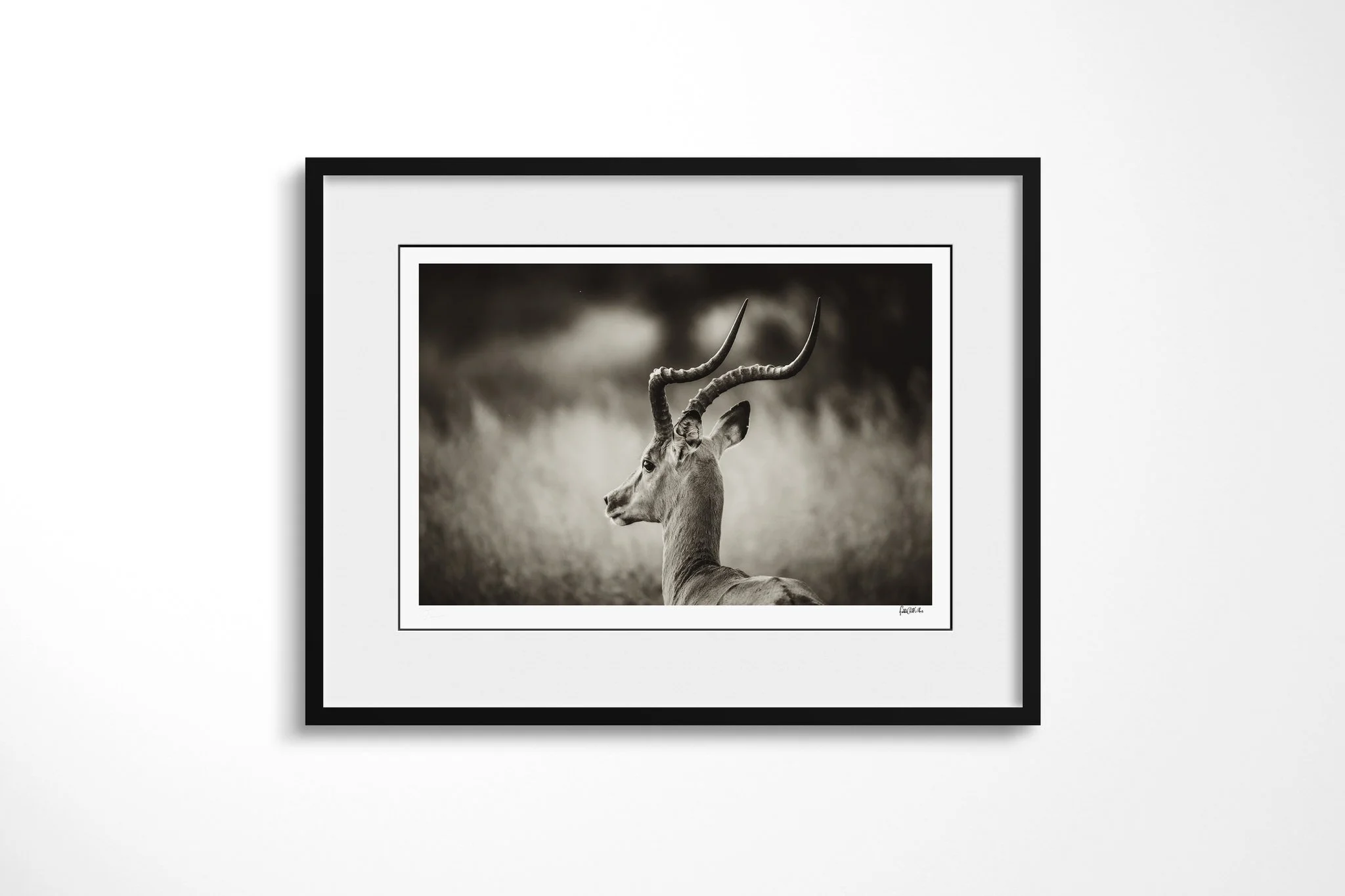 Framed presentation of Aware with a white mount and black frame, showing male impala in left profile, standing alert in grass with long lyre-shaped horns.