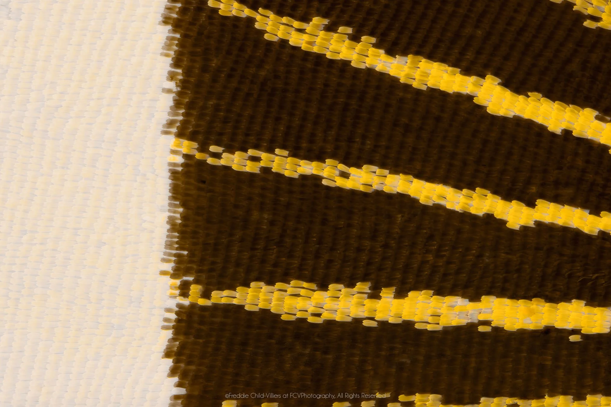Extreme macro detail of a cream field beside dark brown wing scales crossed by three narrow yellow bands.