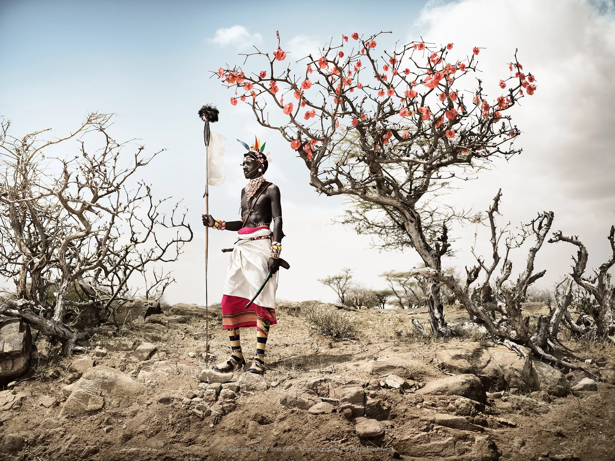 Lolegasi - “The Desert Rose”, a Samburu warrior holding a staff beside a flowering desert rose in a dry rocky landscape.