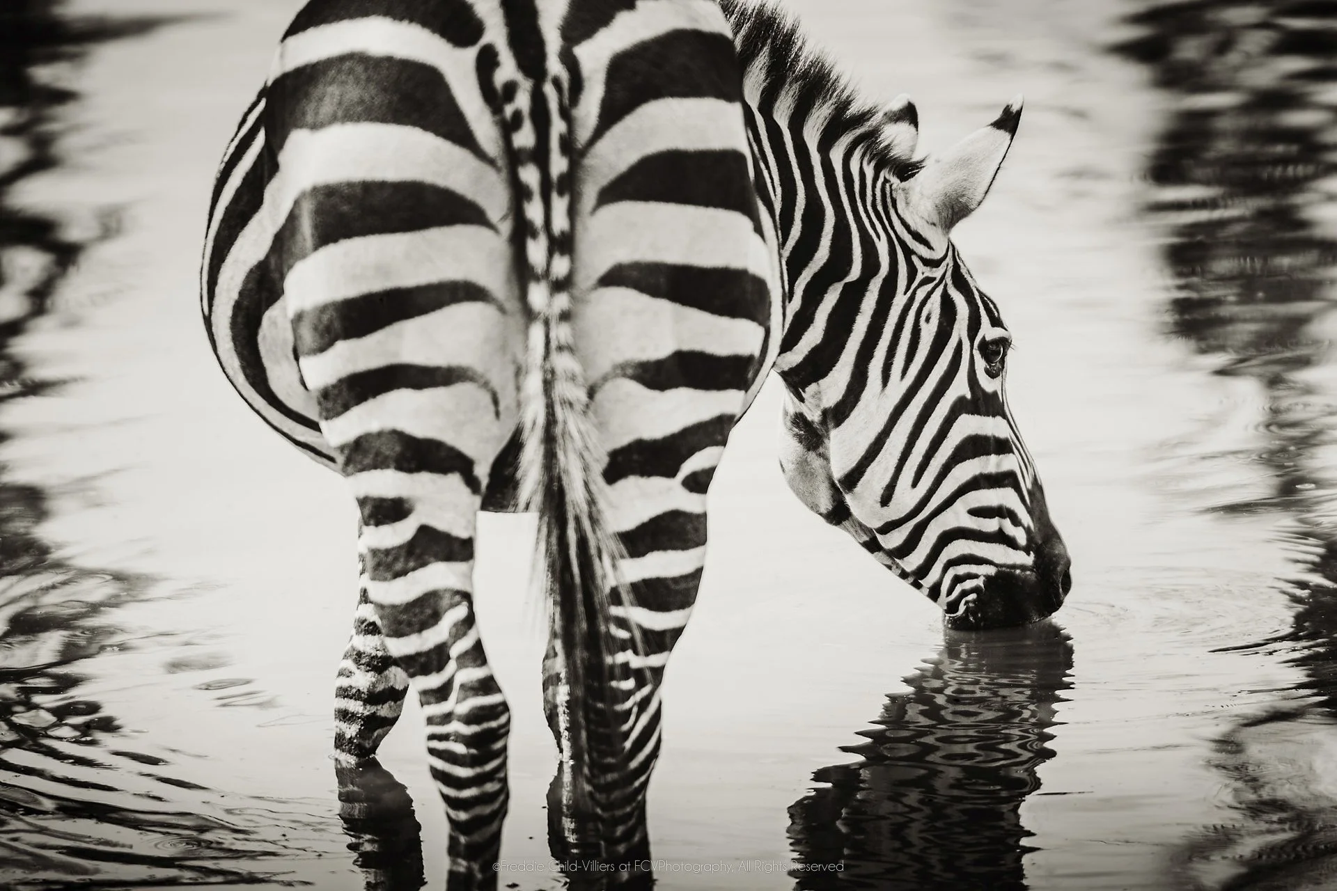 Plains zebra drinking in shallow water, seen from the rear and side with a broken reflection below.