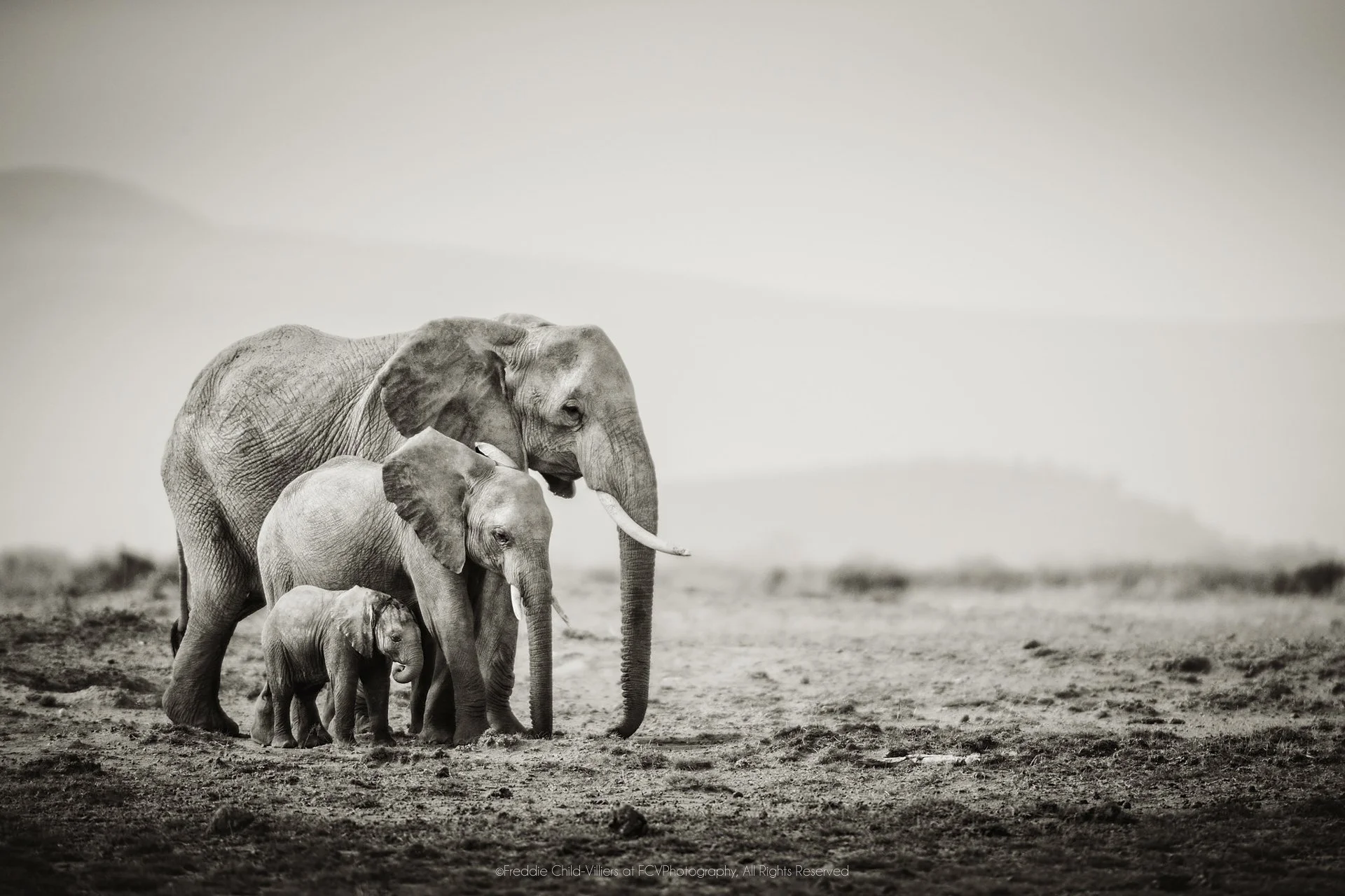 Three African savanna elephants of different sizes walking close together across open ground.