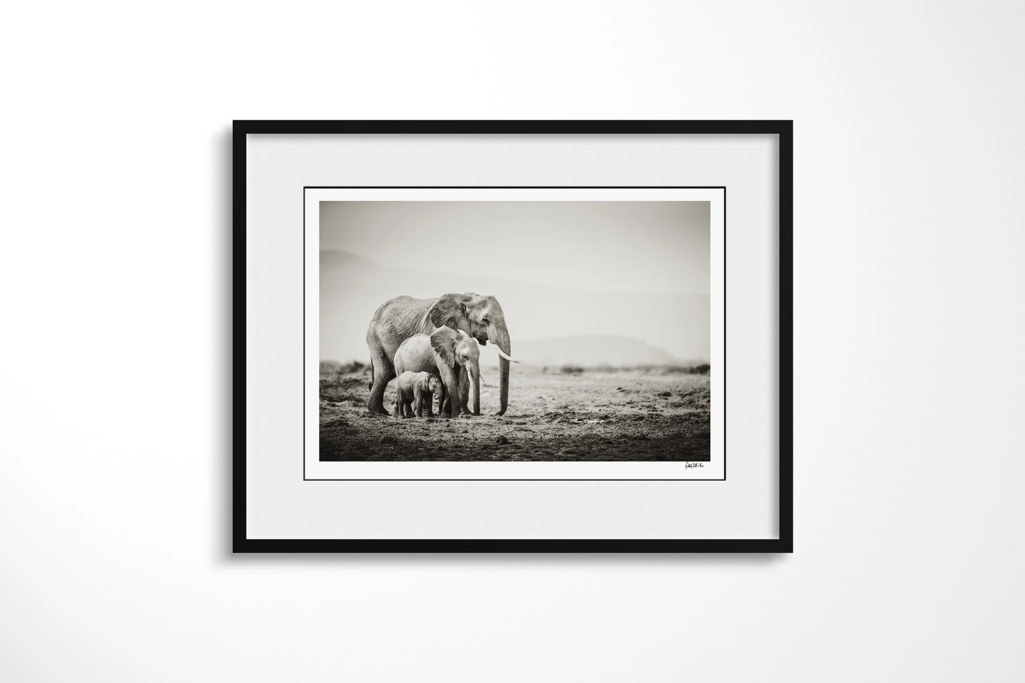 Framed presentation of Generations with a white mount and black frame, showing three African savanna elephants of different sizes walking close together across open ground.