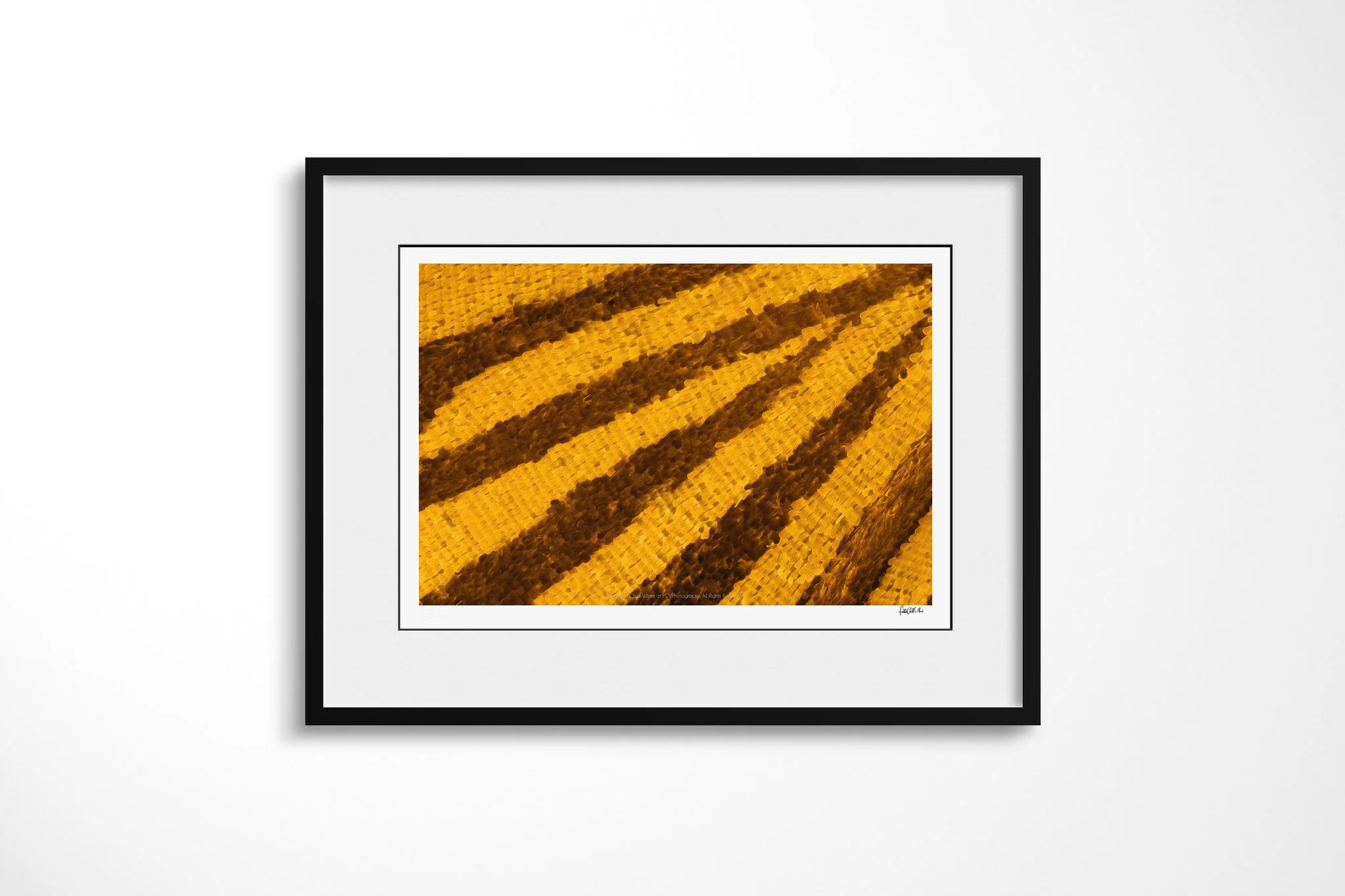 Black-framed presentation of Papilio gallienus - Papilionini Tribe V with a white mount, showing dark brown diagonal stripes fanning across saturated golden-yellow wing scales.