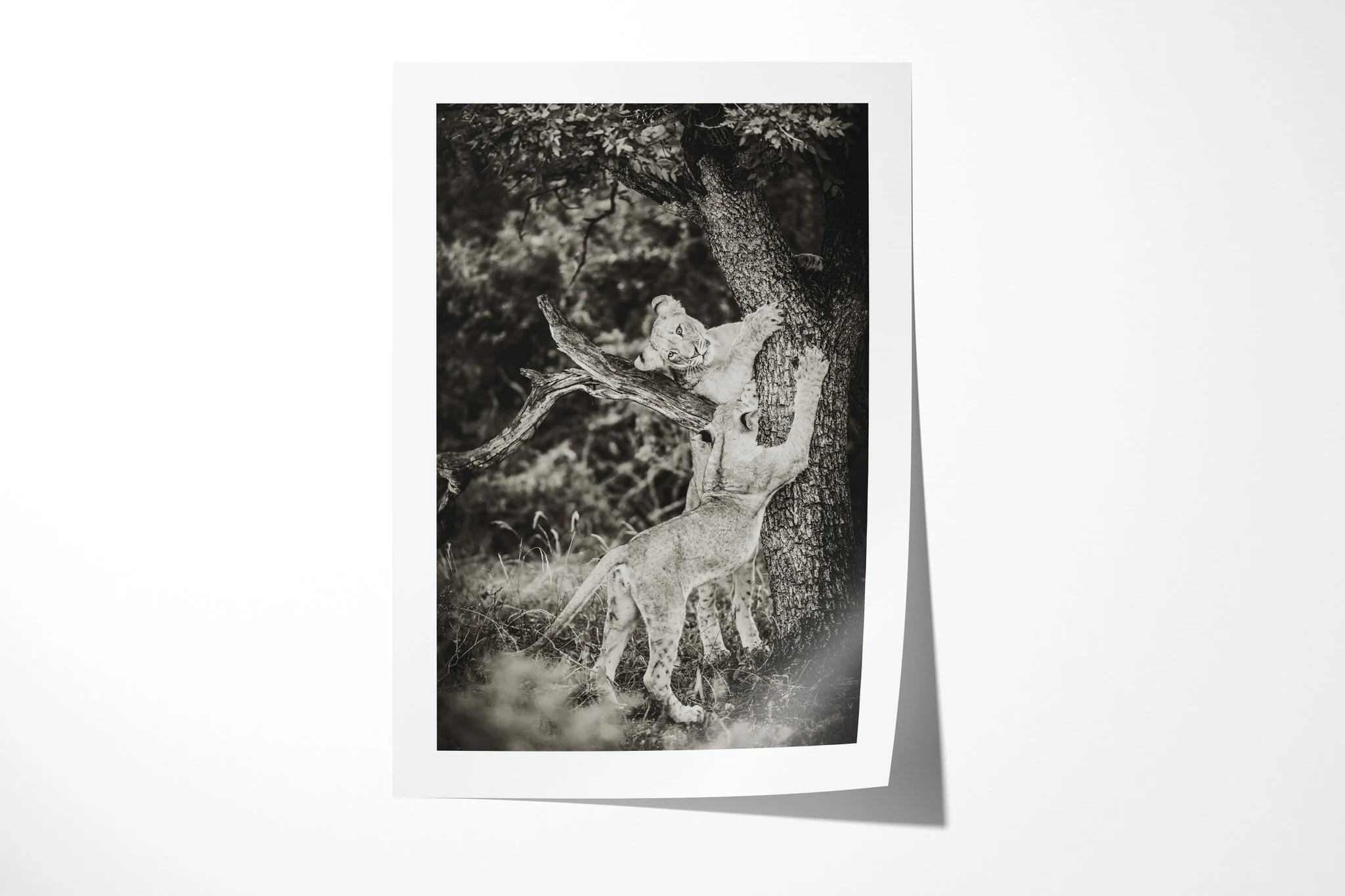 Fine art paper print of Scratching Post, showing two lion cubs around a rough tree trunk, one gripping the bark above the other.