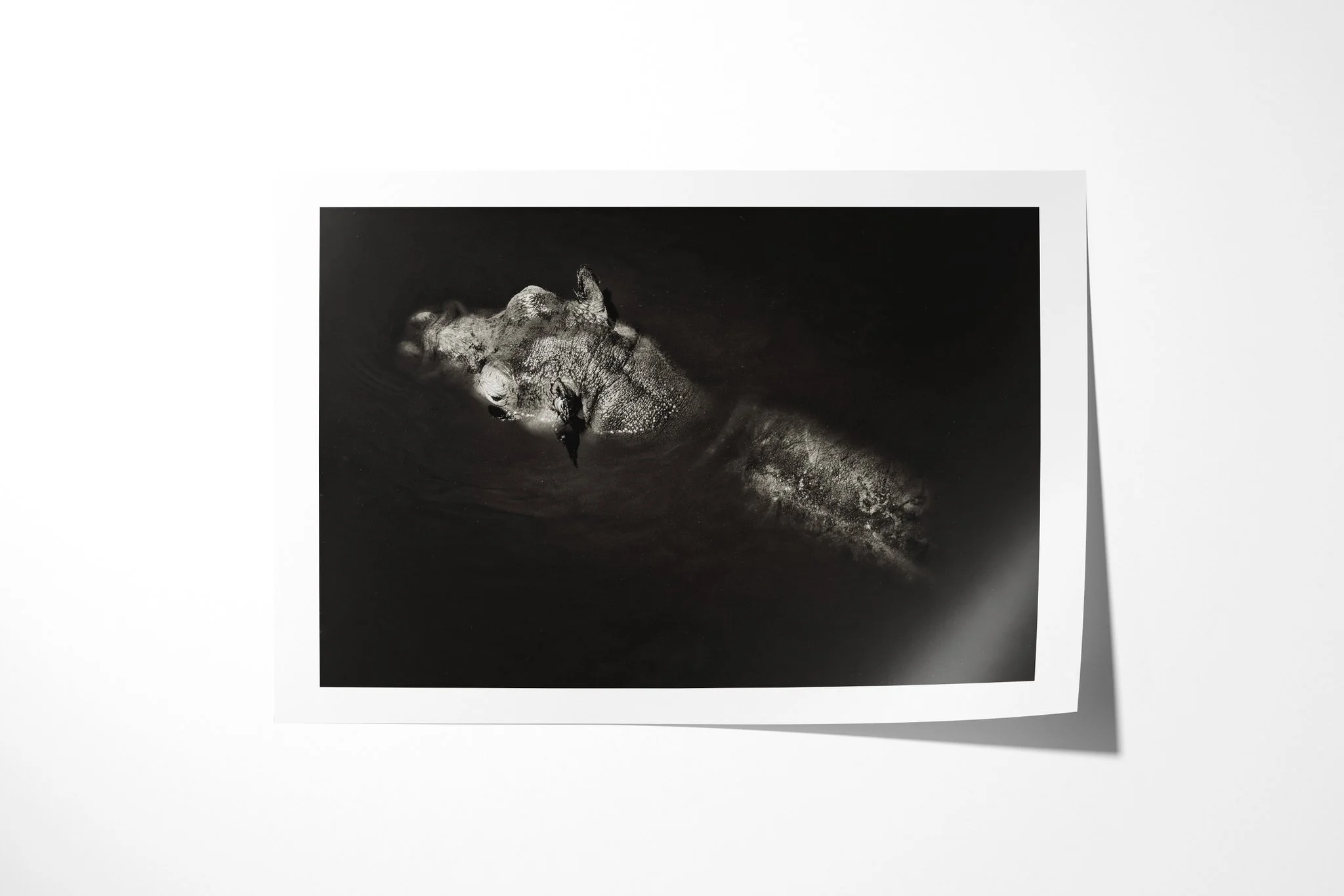 Fine art paper print of Wallow, showing common hippopotamus partly submerged in dark water, with head, ears and upper back above the surface.