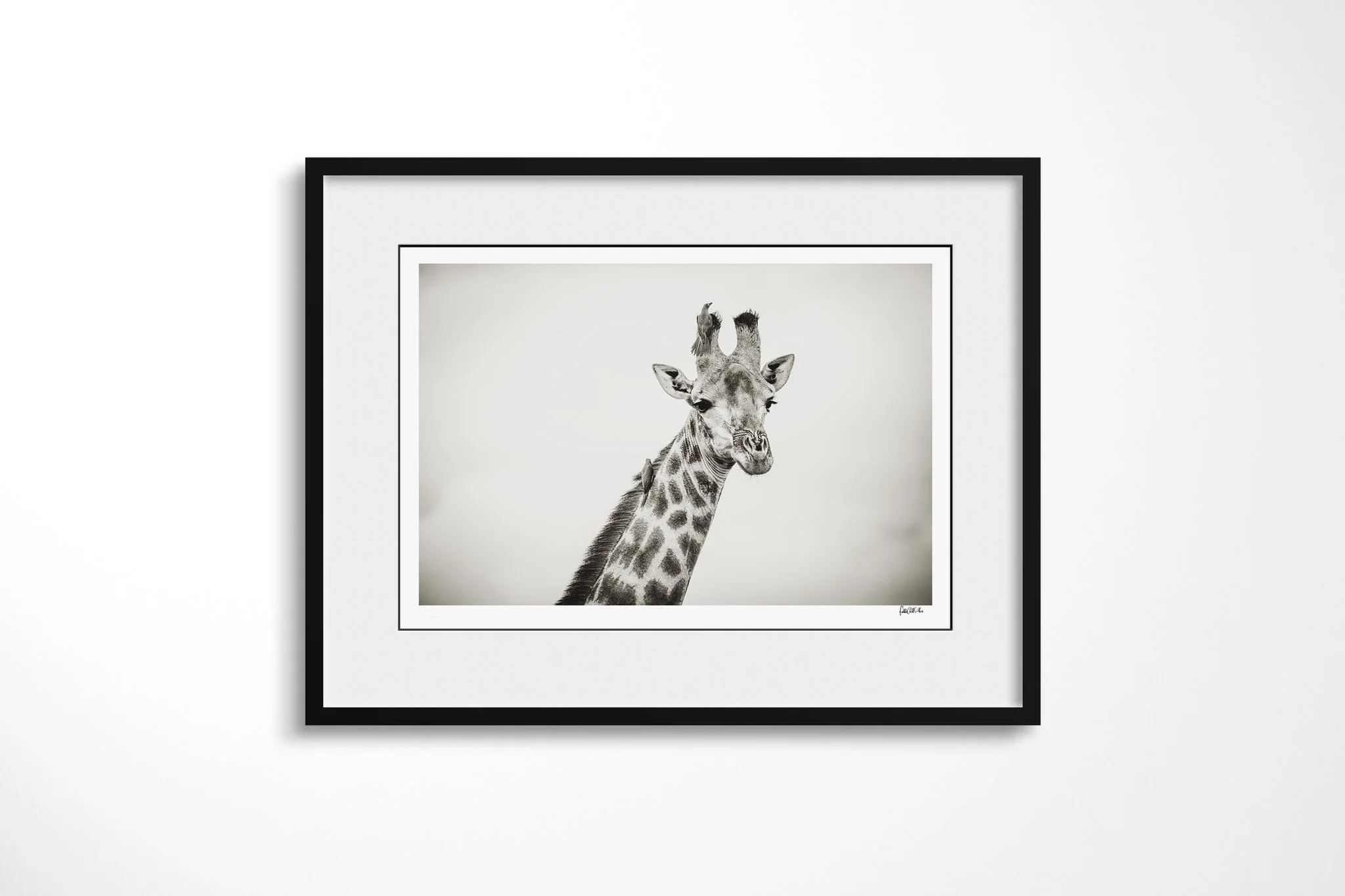 Framed presentation of Giraffe & Oxpeckers with a white mount and black frame, showing giraffe head and neck in profile with several oxpeckers perched along its coat.