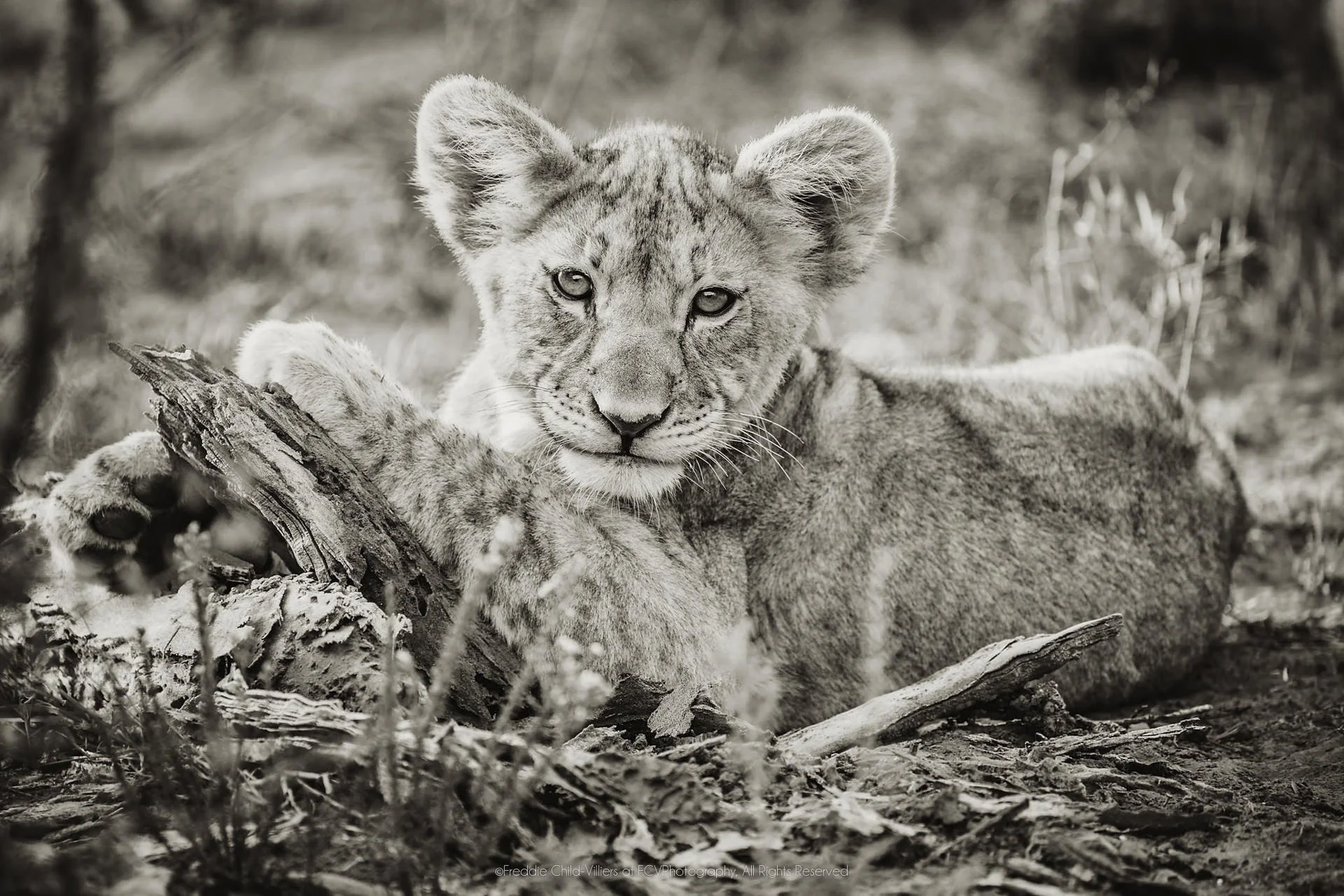 Lion cub reclining beside fallen wood, looking forward with its forepaws extended.