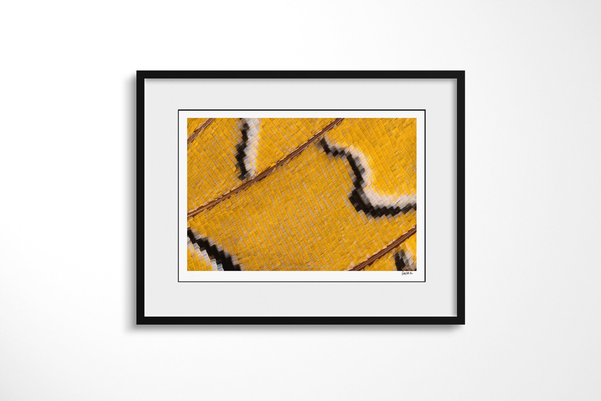 Black-framed presentation of Charaxes bipunctatus - Nymphalini Tribe II with a white mount, showing golden-yellow wing scales crossed by brown veins and curved cream bands edged in black.