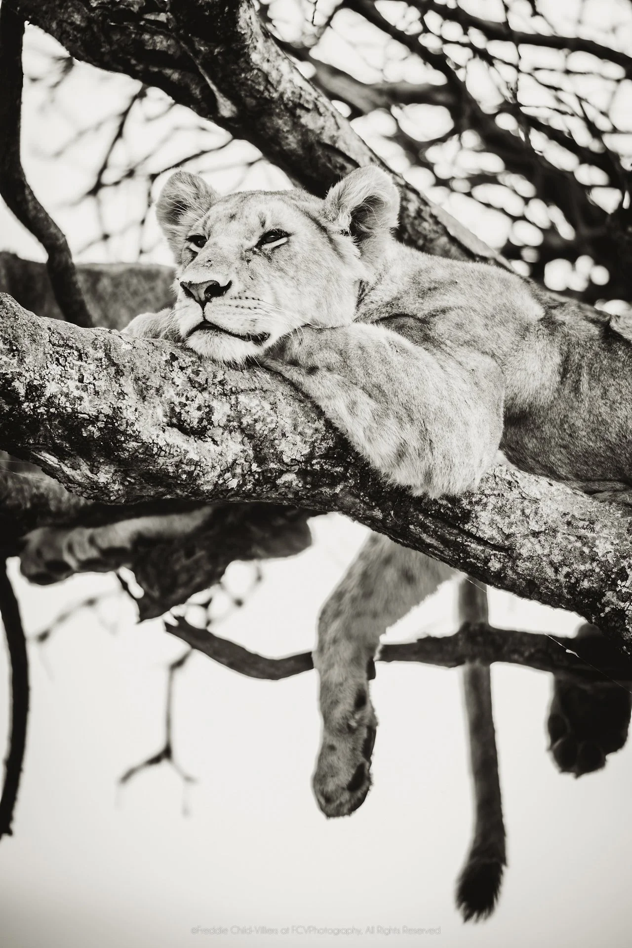 Lion reclining across a tree branch with a foreleg and hind leg hanging below in a vertical frame.