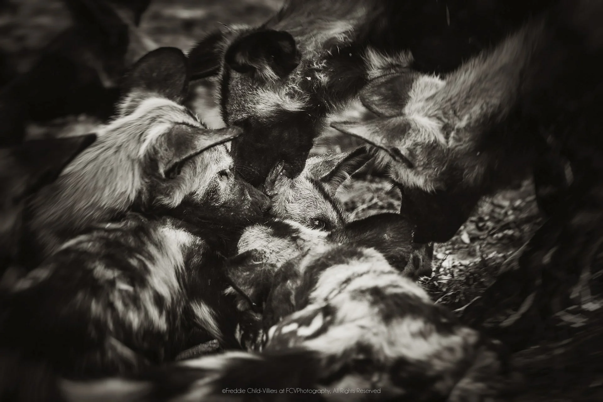 African wild dogs clustered tightly together, their rounded ears and mottled coats overlapping.