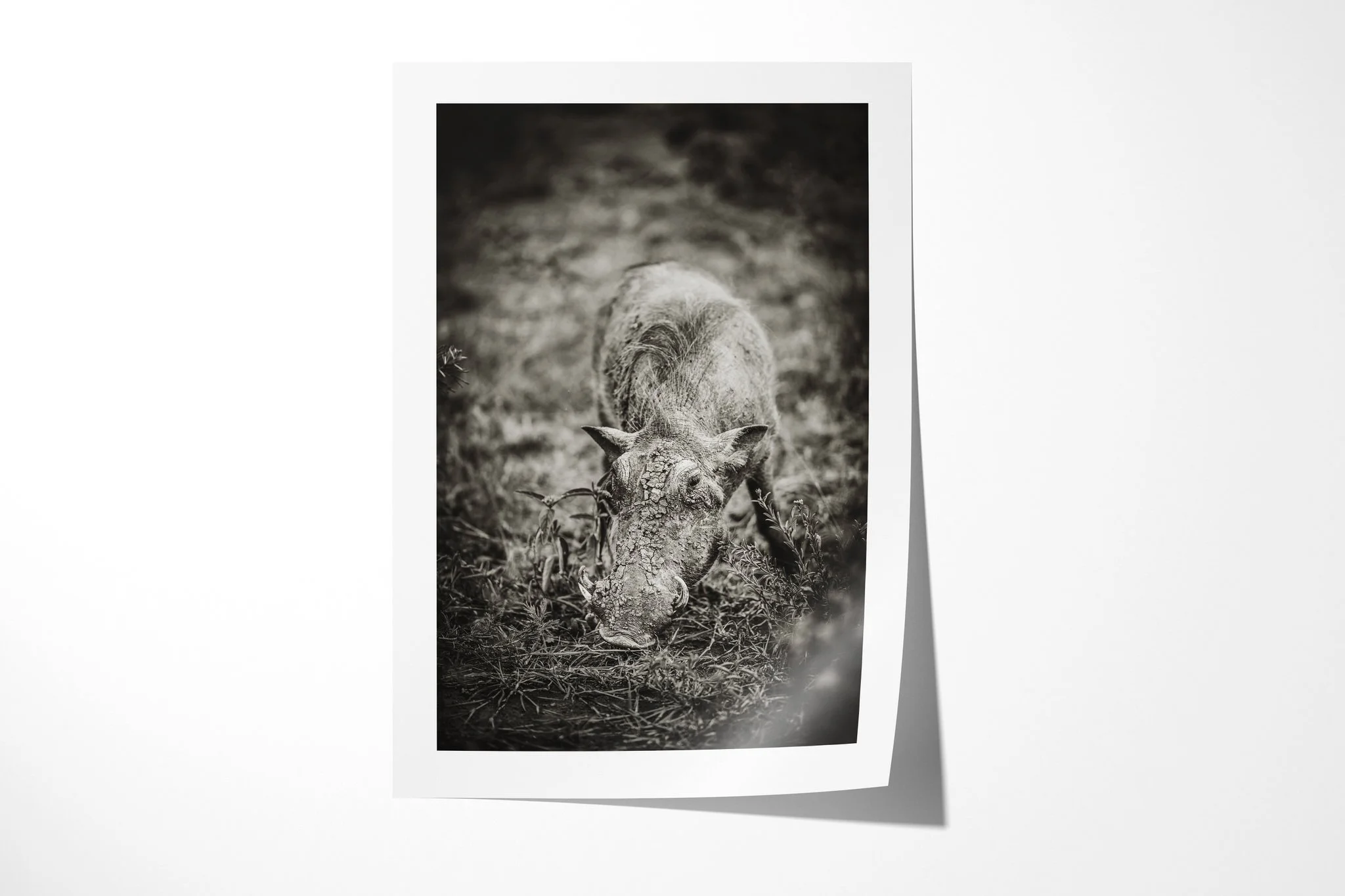 Fine art paper print of Crusty, showing common warthog with its head lowered to patchy ground, curved tusks and sparse mane visible.