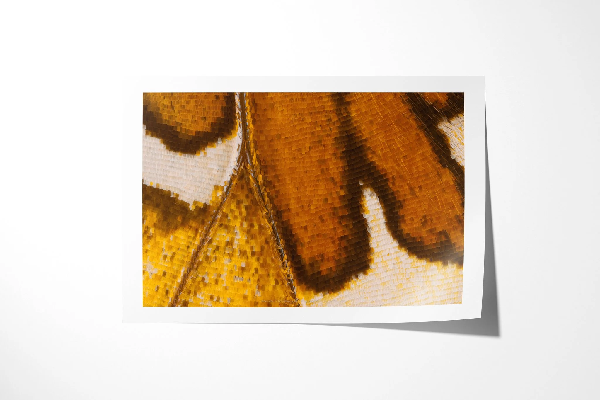 Fine art paper print of Cymothoe beckeri (Male) - Cymothoe Tribe VI, showing elongated amber-brown markings on cream wing scales beside a fine diagonal vein.