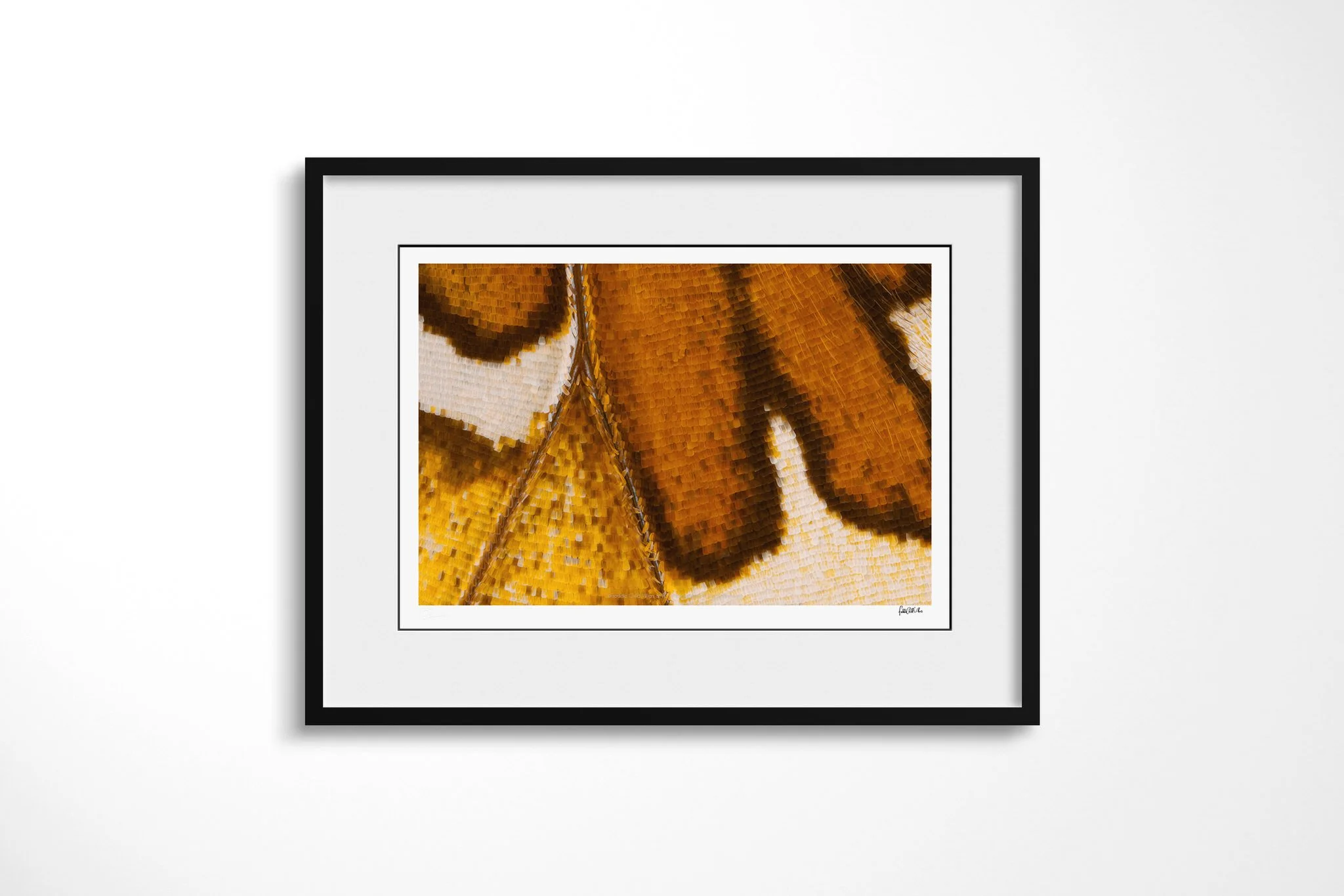 Black-framed presentation of Cymothoe beckeri (Male) - Cymothoe Tribe VI with a white mount, showing elongated amber-brown markings on cream wing scales beside a fine diagonal vein.