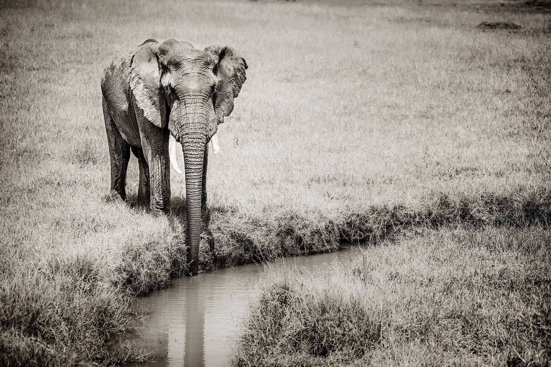 Solitary African savanna elephant with long tusks standing on grass beside a narrow water channel.
