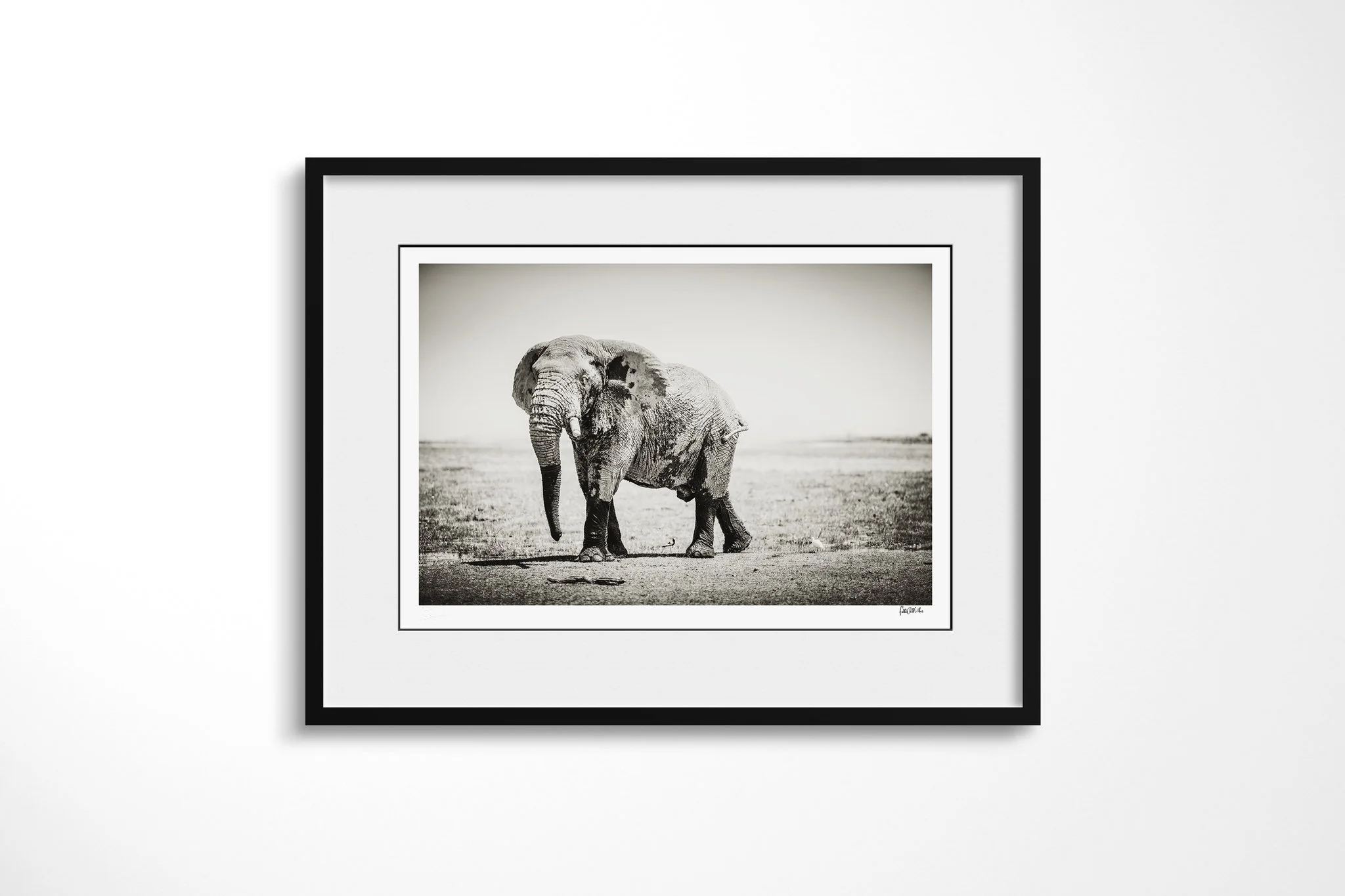Framed presentation of Weathered with a white mount and black frame, showing mud-marked African savanna elephant walking across a dry open plain with its trunk lowered.