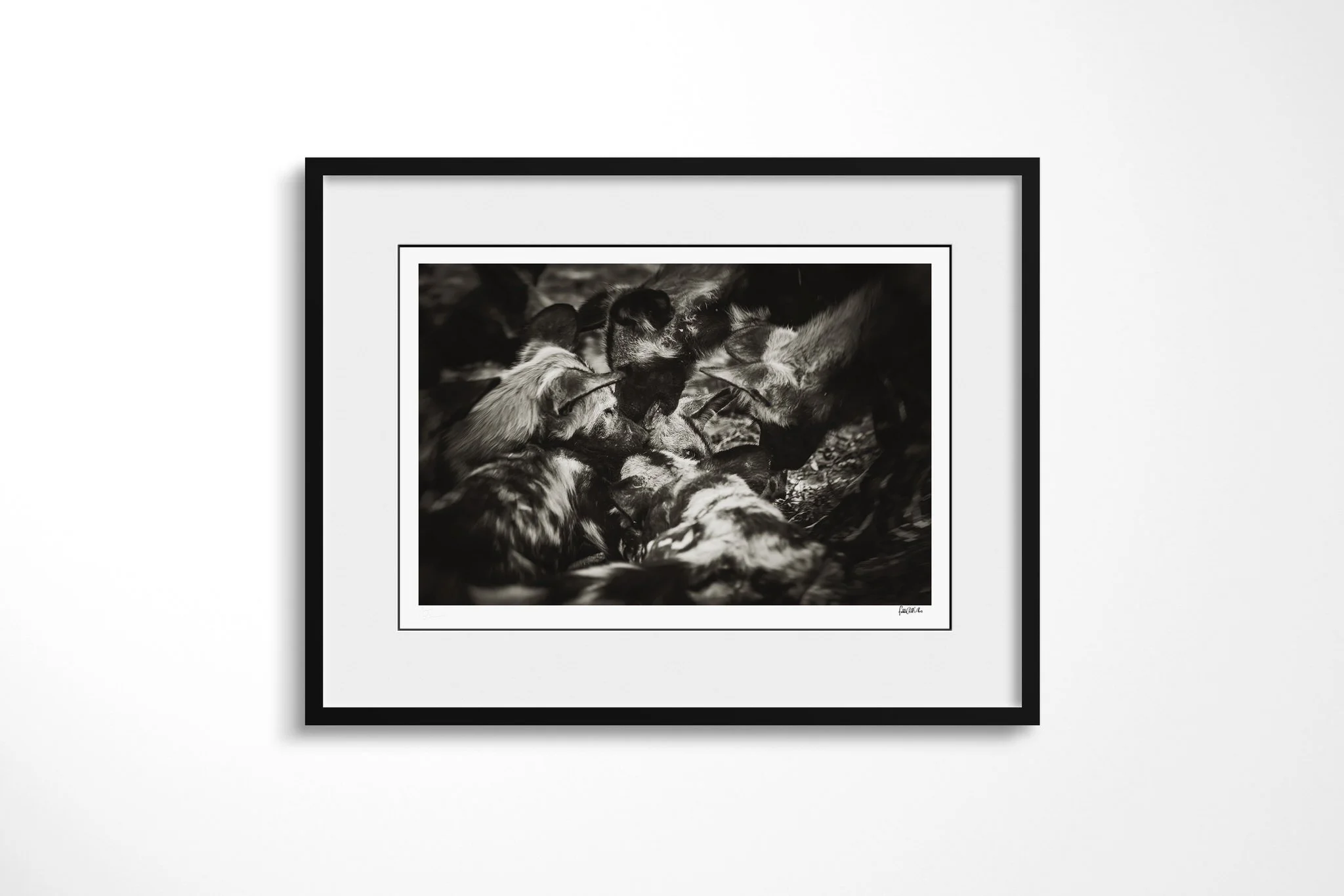 Framed presentation of The Pack with a white mount and black frame, showing african wild dogs clustered tightly together, their rounded ears and mottled coats overlapping.