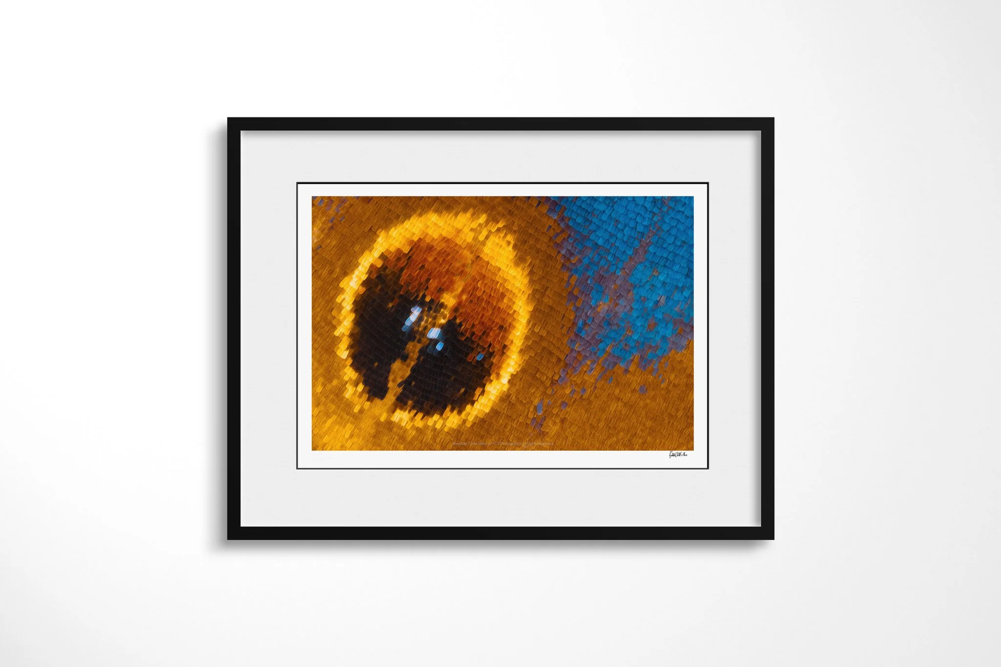 Black-framed presentation of Protogoniomorpha temora - Junoniini Tribe II with a white mount, showing a black, rust and gold eyespot beside saturated turquoise-blue wing scales.