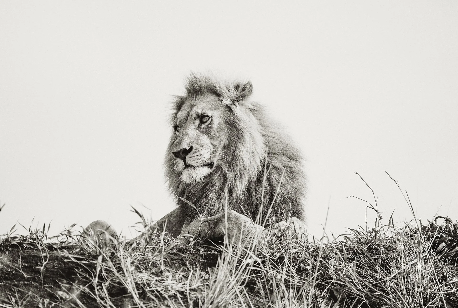 Maned male lion reclining on a grassy rise in profile beneath a broad pale sky.