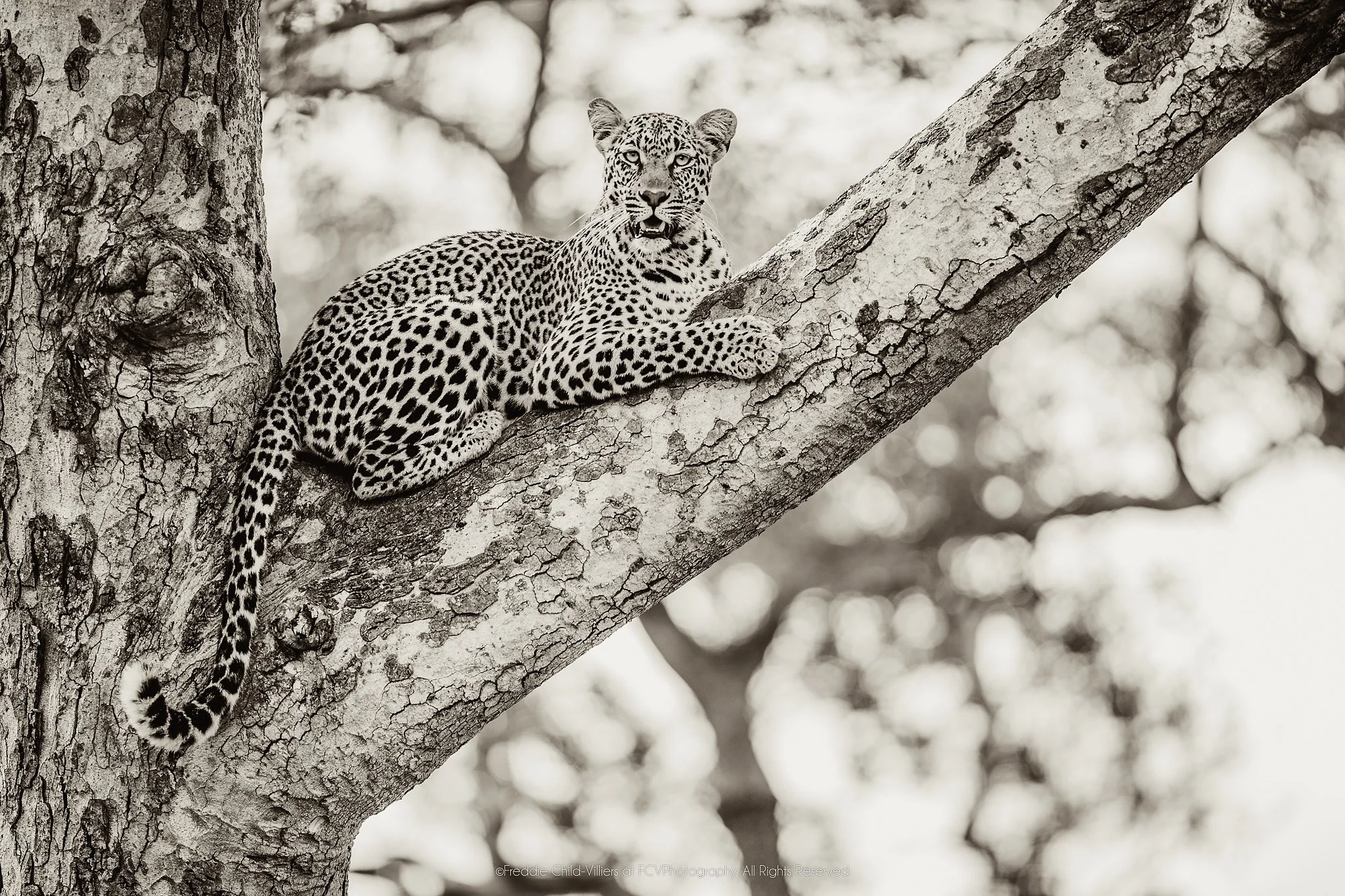 Leopard reclining along a thick angled branch, facing the camera with forelegs extended.