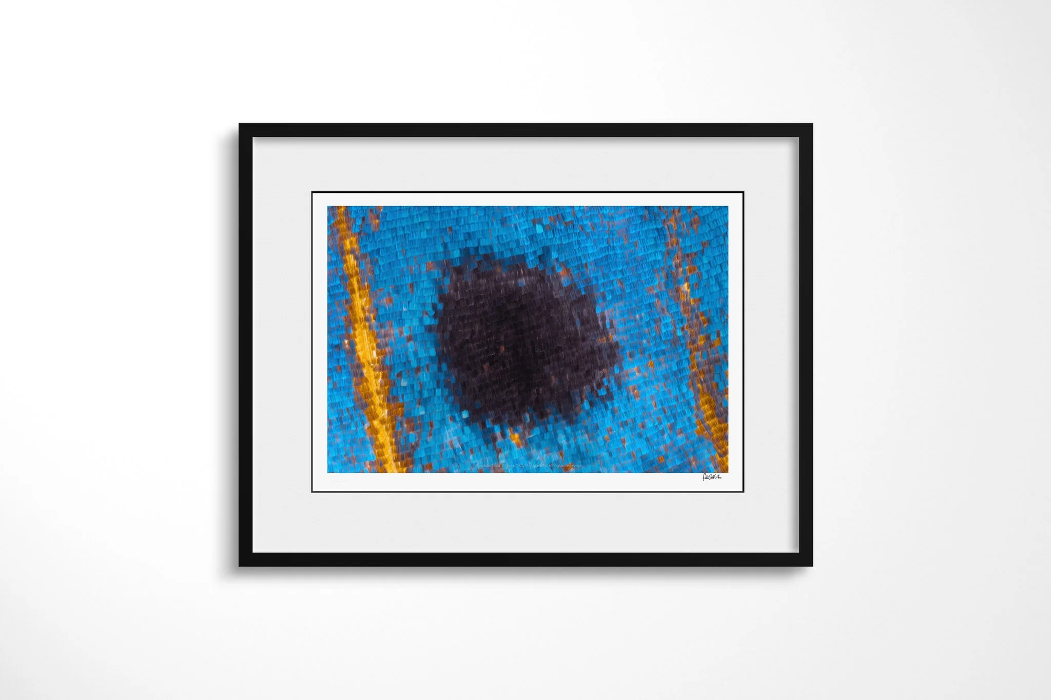 Black-framed presentation of Protogoniomorpha temora - Junoniini Tribe III with a white mount, showing a black oval centred in vivid cyan-blue wing scales between thin curved gold lines.