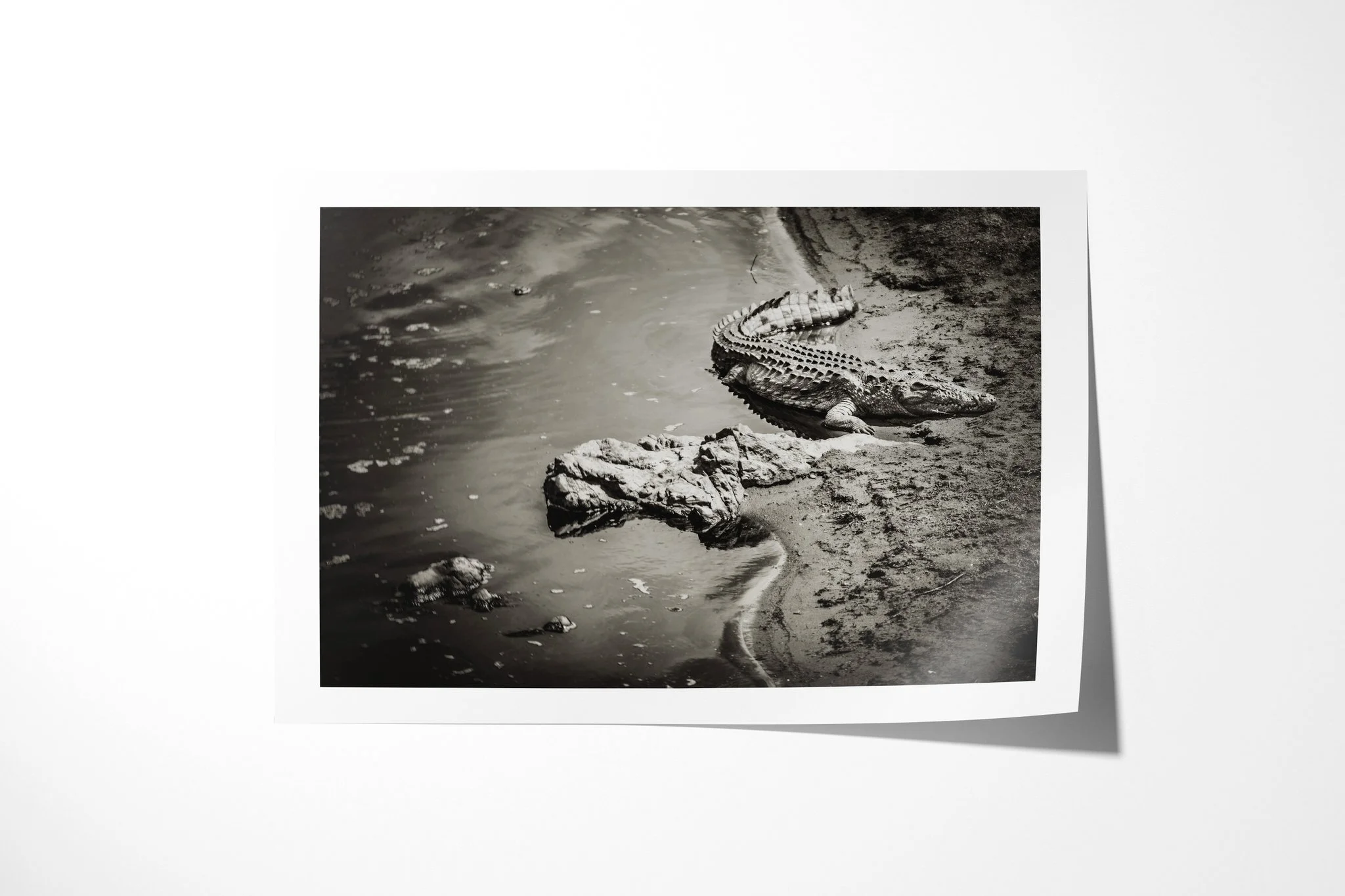 Fine art paper print of See You In A While, showing a lone crocodile lying along a muddy water edge