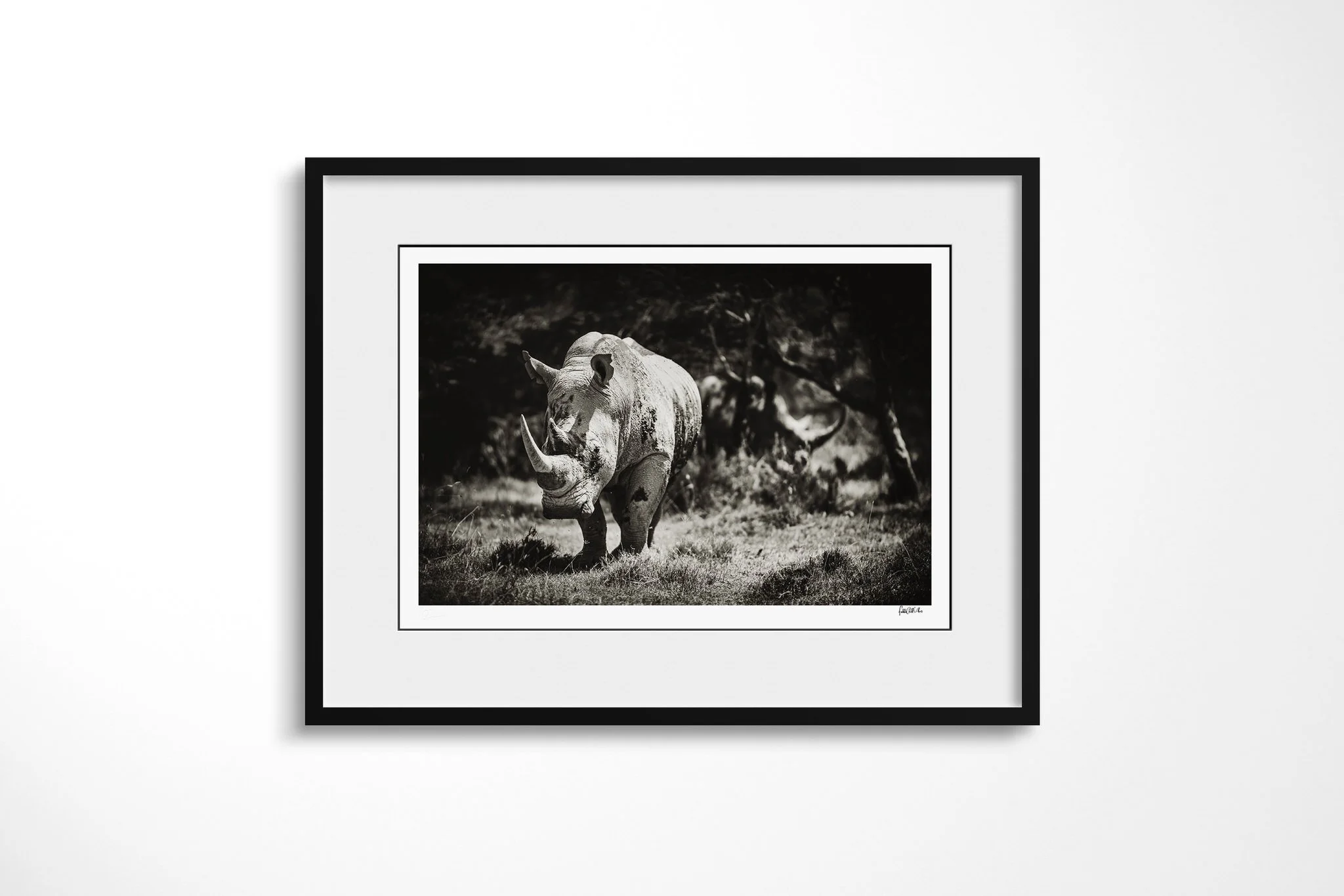 Framed presentation of Wait In The Wings with a white mount and black frame, showing white rhinoceros standing among grass and open woodland, with a broad square muzzle and two horns visible.