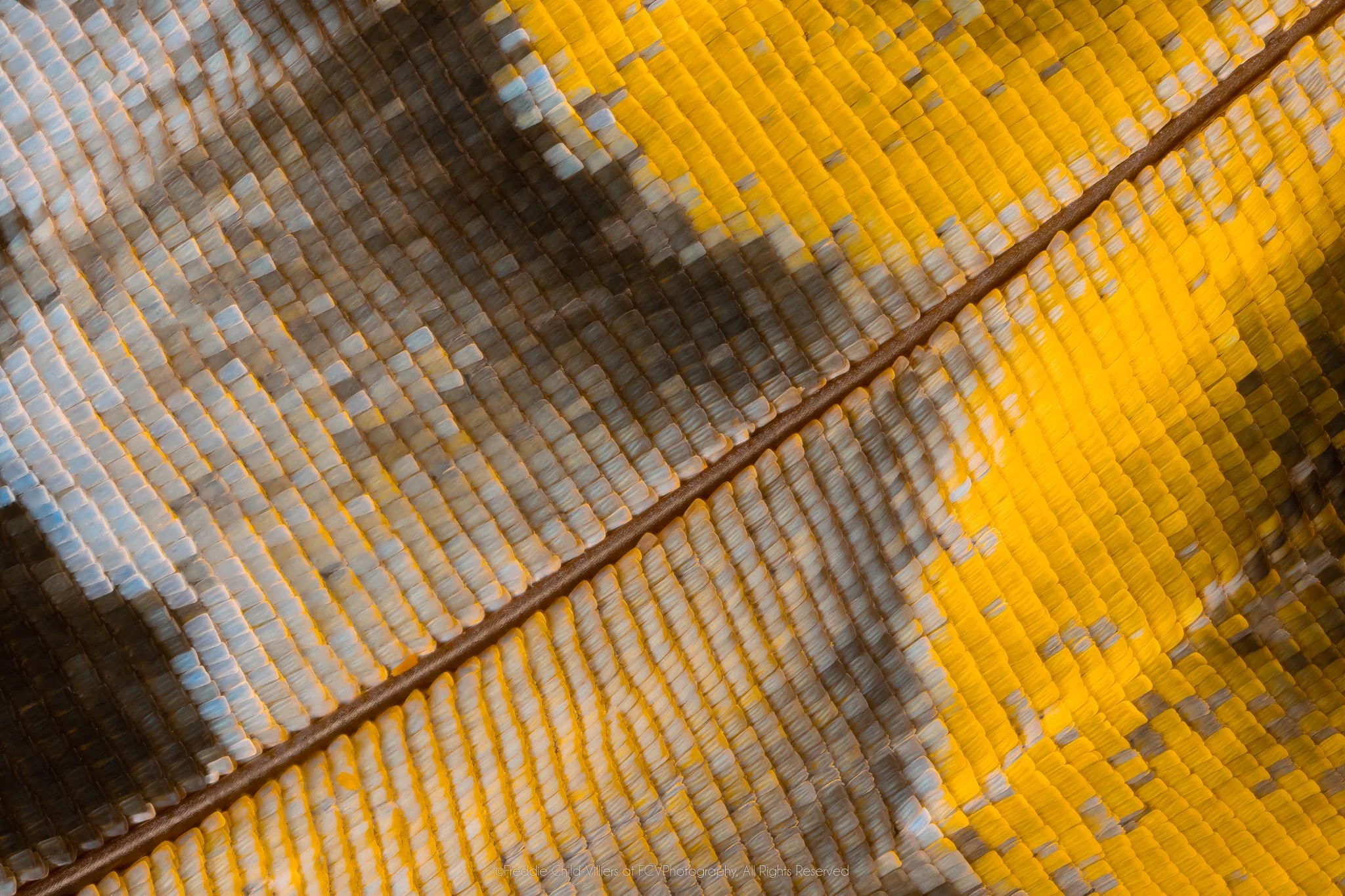 Extreme macro detail of ochre, pale blue-grey and charcoal wing scales divided by a diagonal brown vein.