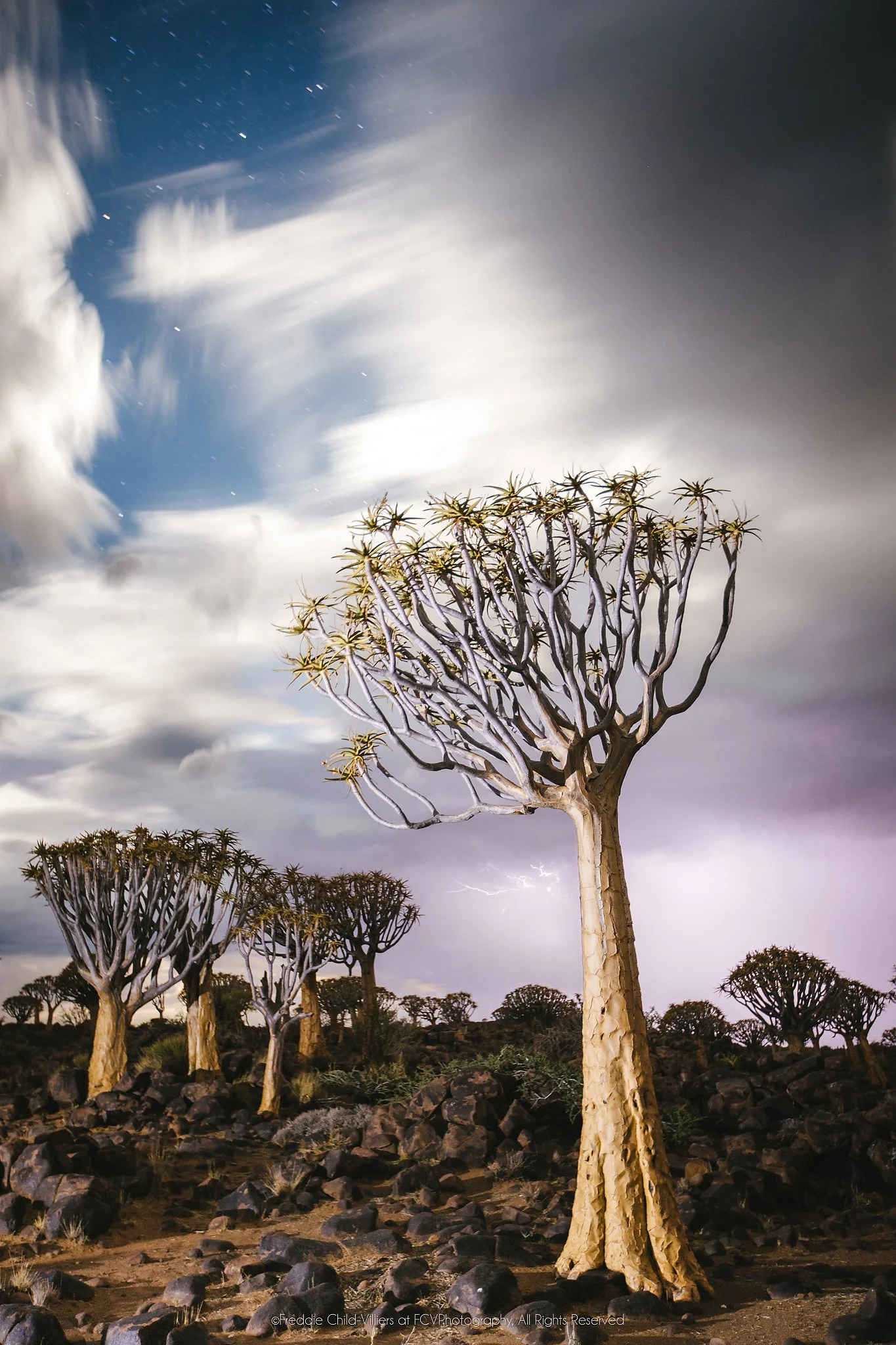 Tall quiver tree on rocky ground beneath sweeping pale clouds, with smaller quiver trees in the background.