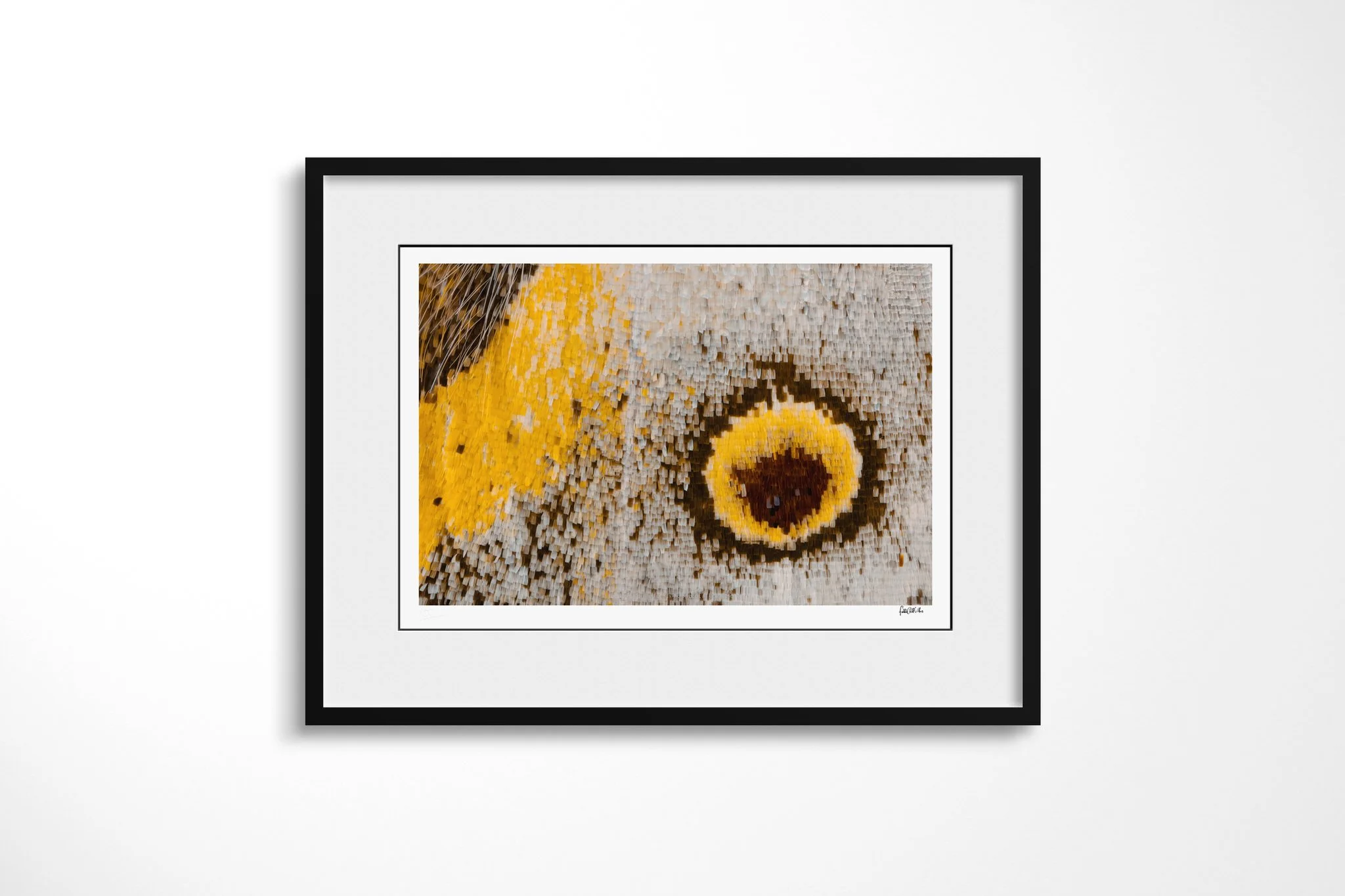 Black-framed presentation of Salamis anacardii duprei - Junoniini Tribe II with a white mount, showing a brown and yellow eyespot on silver-grey scales beside a broad ochre band and dark hairs.