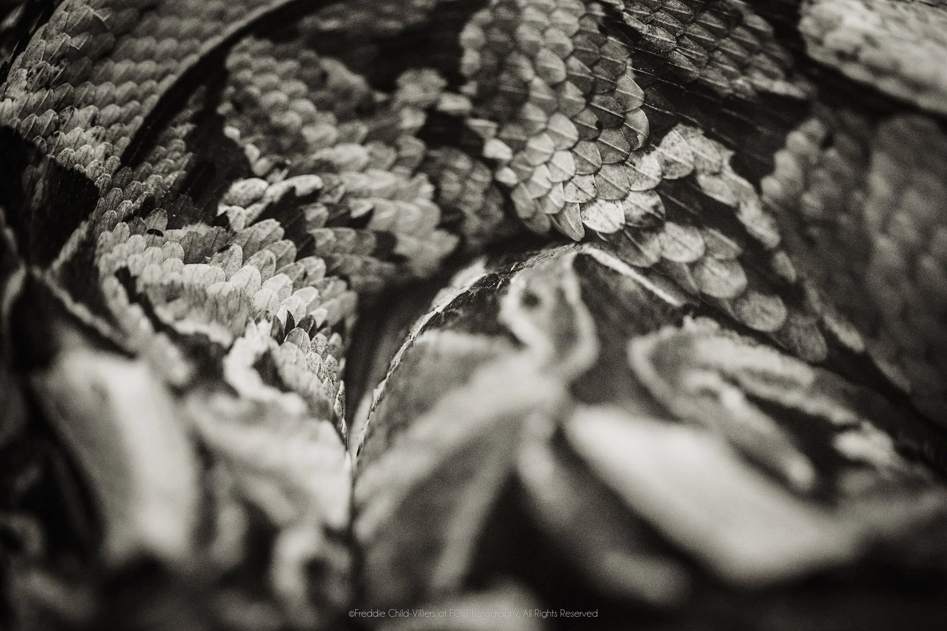 Extreme close view of broad overlapping snake scales arranged in dense diagonal layers.