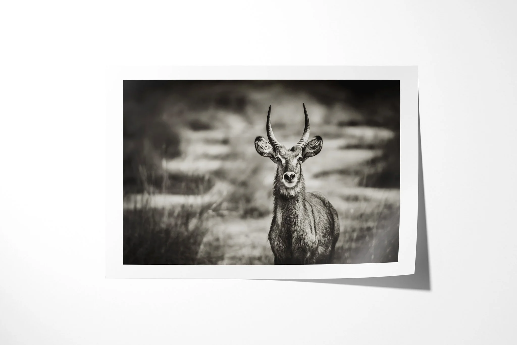 Fine art paper print of Young Buck, showing young male common waterbuck standing in grass, with long ringed horns, pale muzzle and shaggy coat.