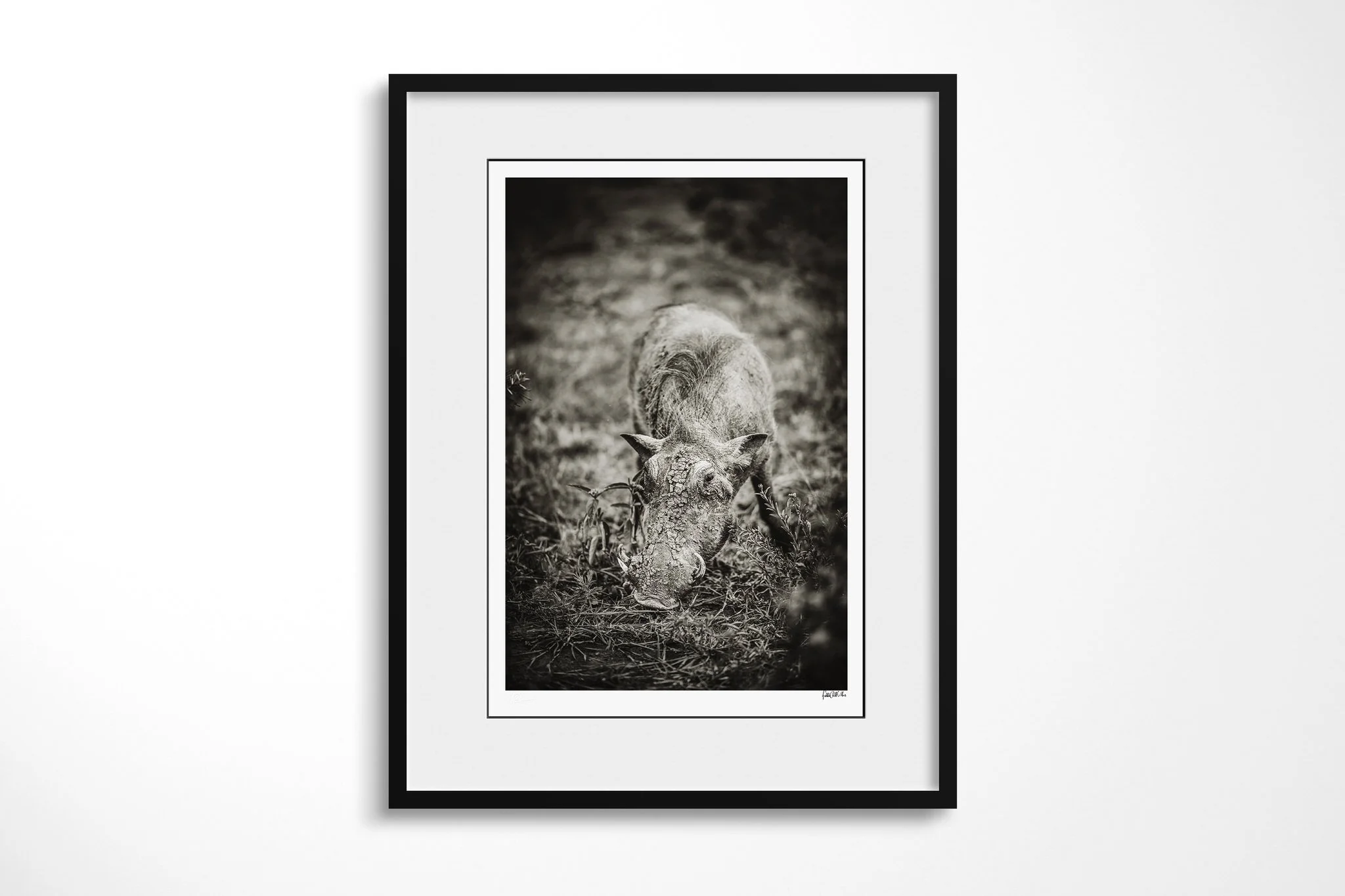 Framed presentation of Crusty with a white mount and black frame, showing common warthog with its head lowered to patchy ground, curved tusks and sparse mane visible.