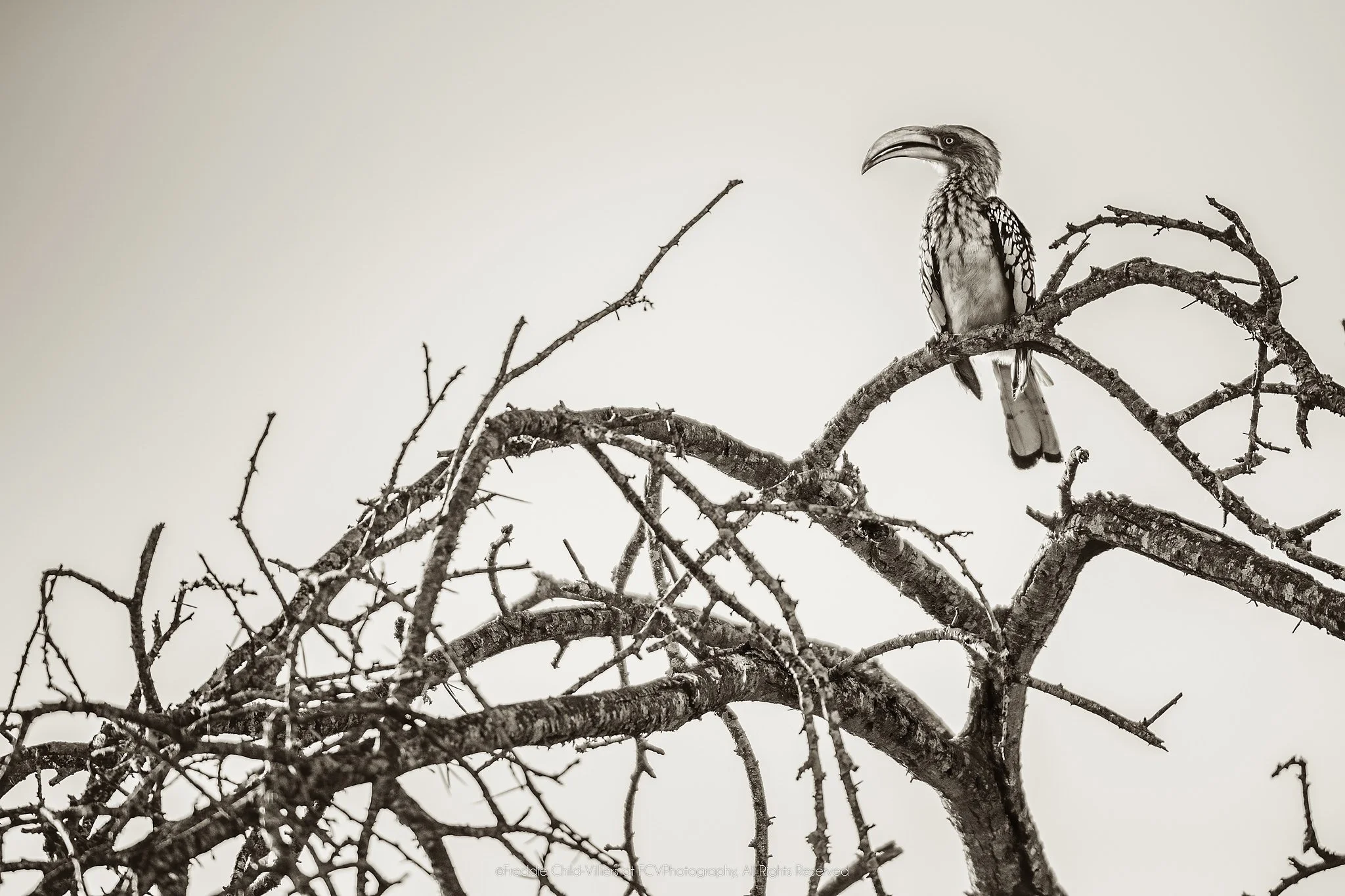Hornbill perched among bare thorny branches, with a long downcurved bill and patterned wings.