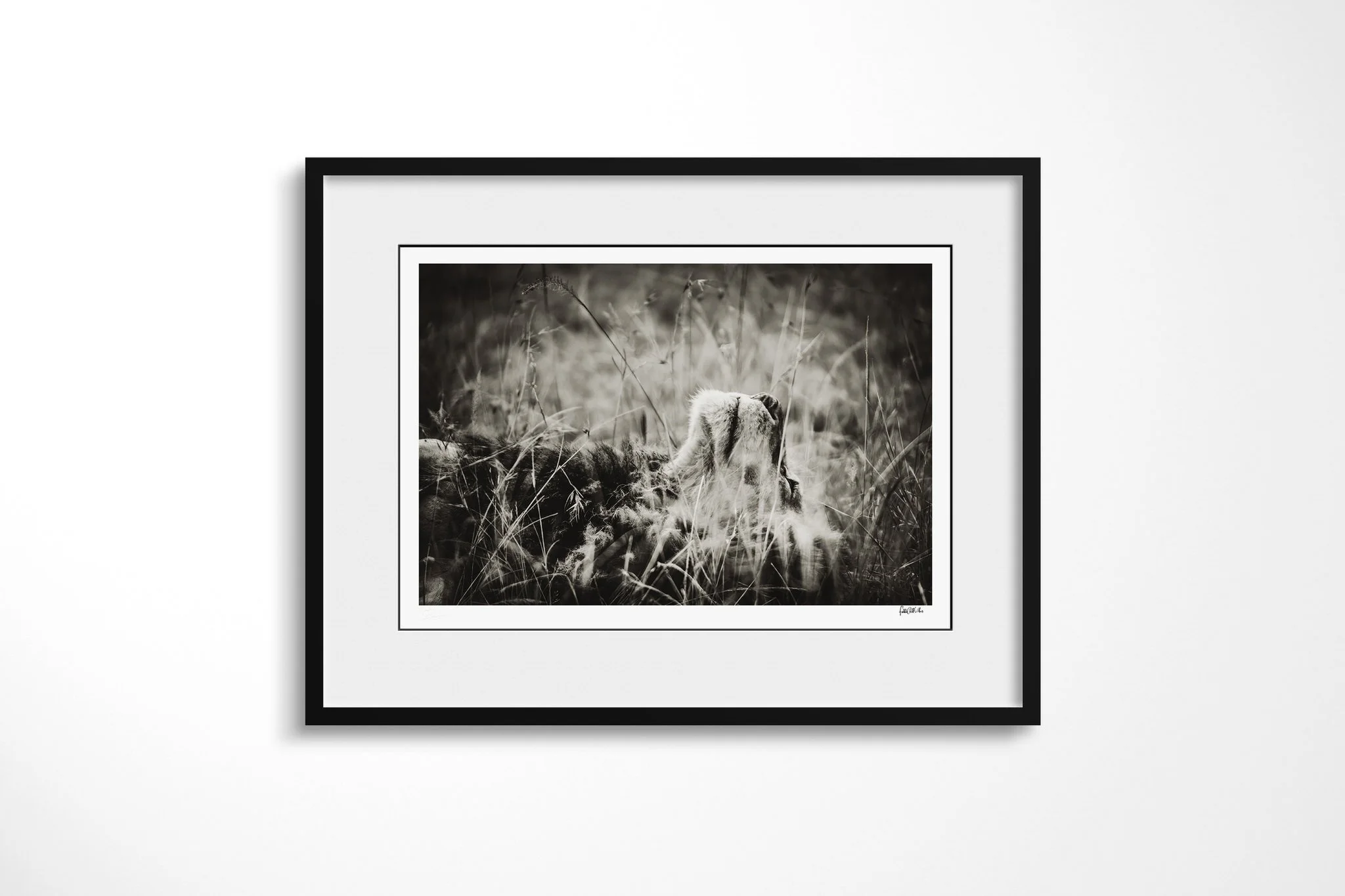 Framed presentation of Day Dream with a white mount and black frame, showing lion lying in long grass, seen mainly from behind with its head raised above the stems.