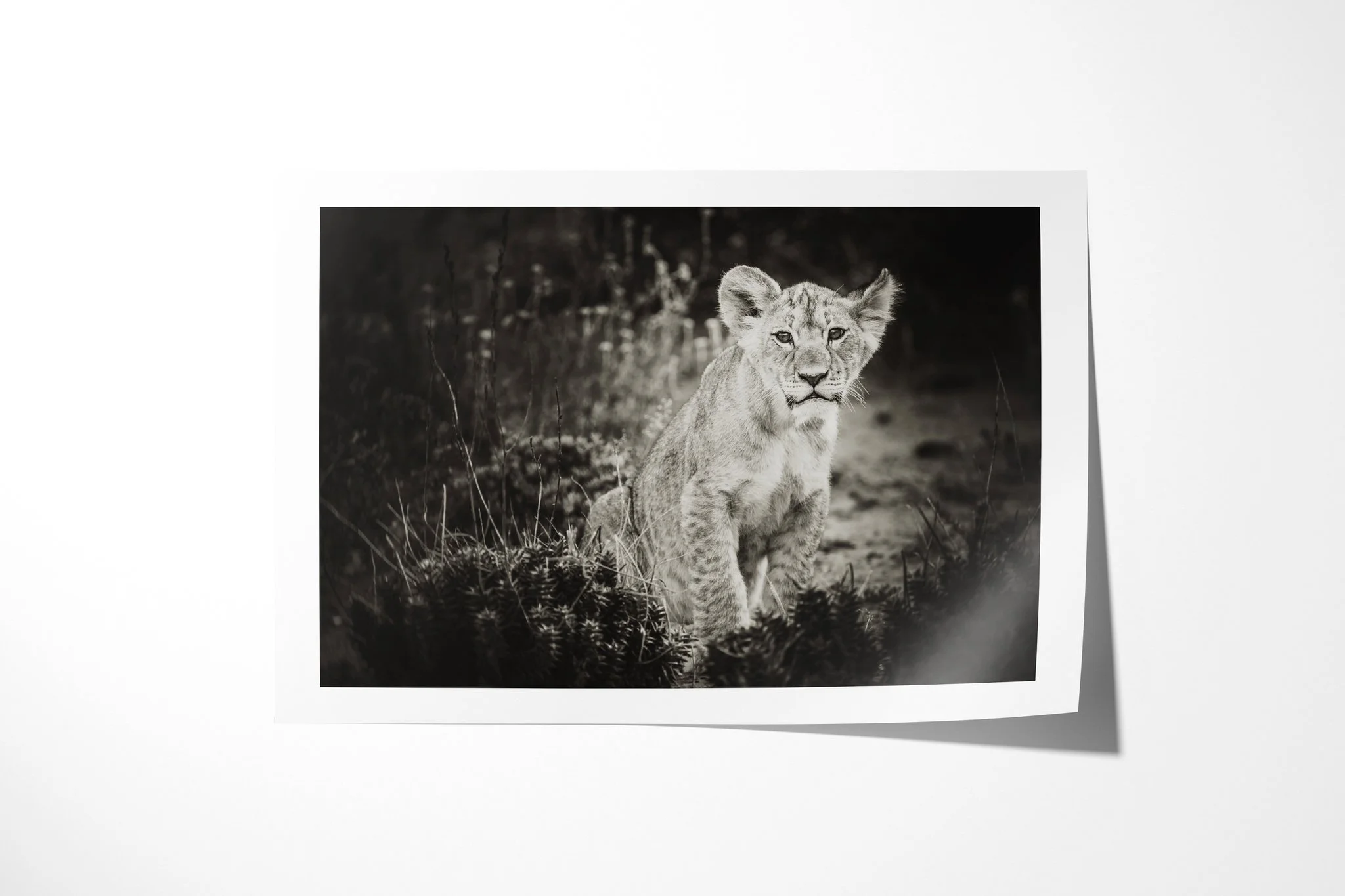 Fine art paper print of Inquisition, showing lion cub standing front-on amid tall grass, with rounded ears and dark eyes directed towards the camera.