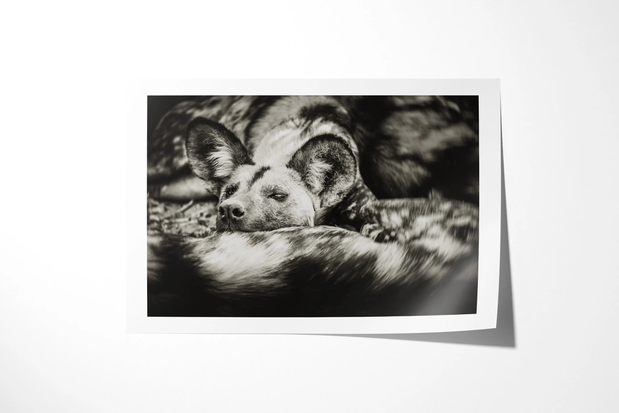 Fine art paper print of Gaze II, showing african wild dog resting with its head between the mottled bodies of other pack members.