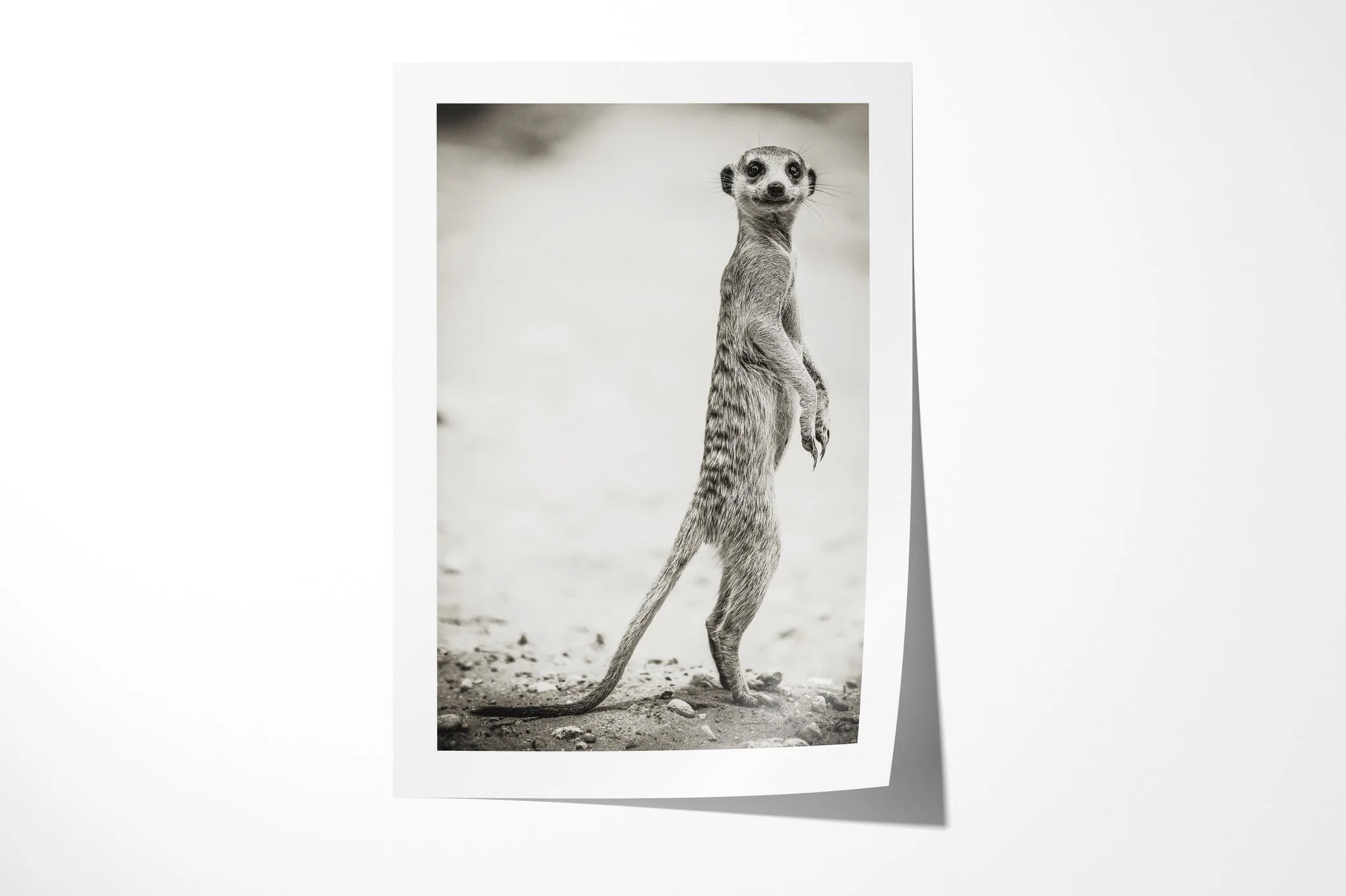 Fine art paper print of The Sentry, showing meerkat standing upright on its hind legs, forepaws held close against softly blurred scrub.