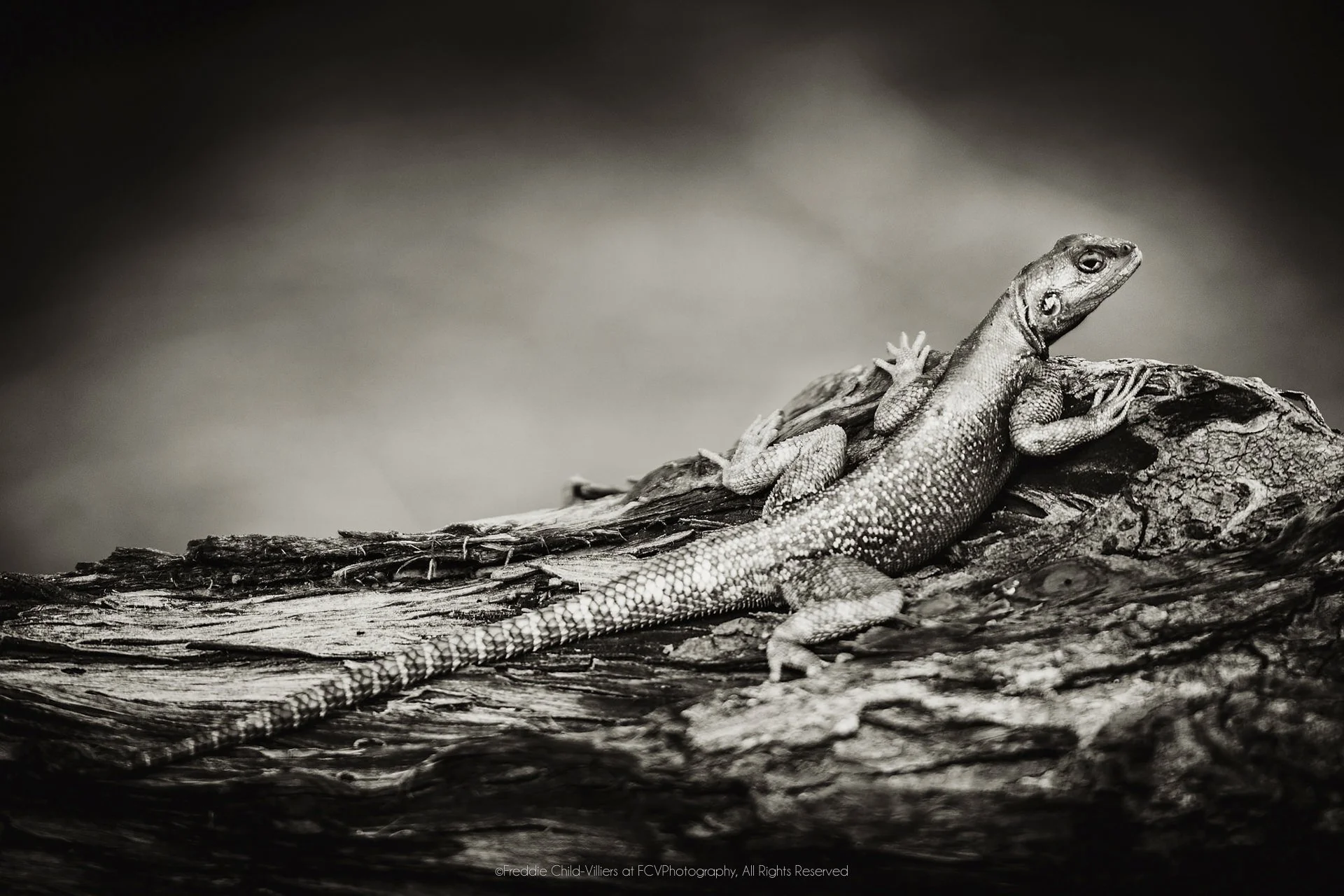 Agama lizard resting in side profile on a weathered log, its textured scales picked out in monochrome.