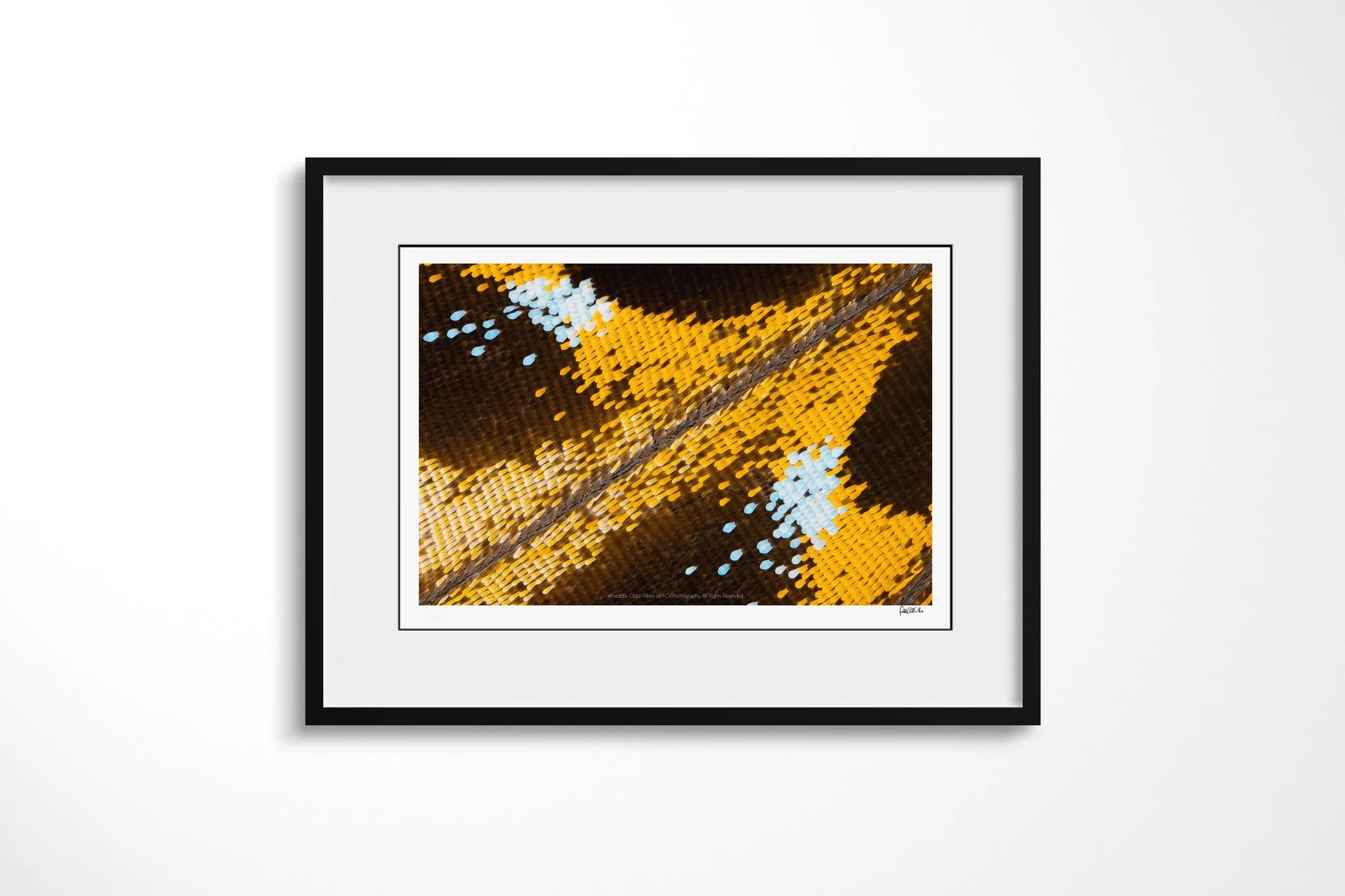 Black-framed presentation of Papilio lormier - Papilionini Tribe with a white mount, showing golden-yellow and pale blue-white scale clusters divided by a dark diagonal vein on brown.