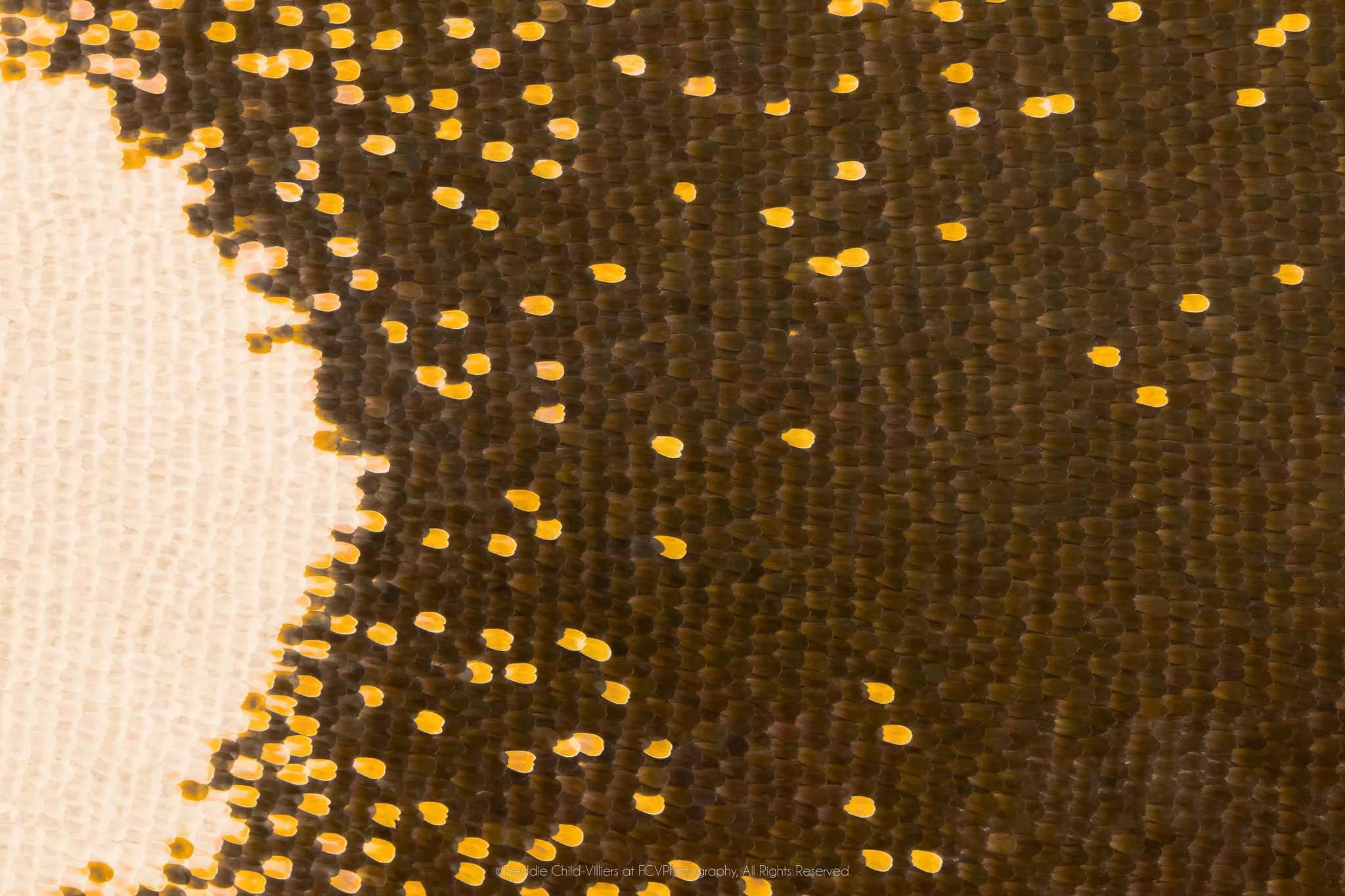 Extreme macro detail of dark brown wing scales scattered with yellow-gold dots beside a large cream-white curve.