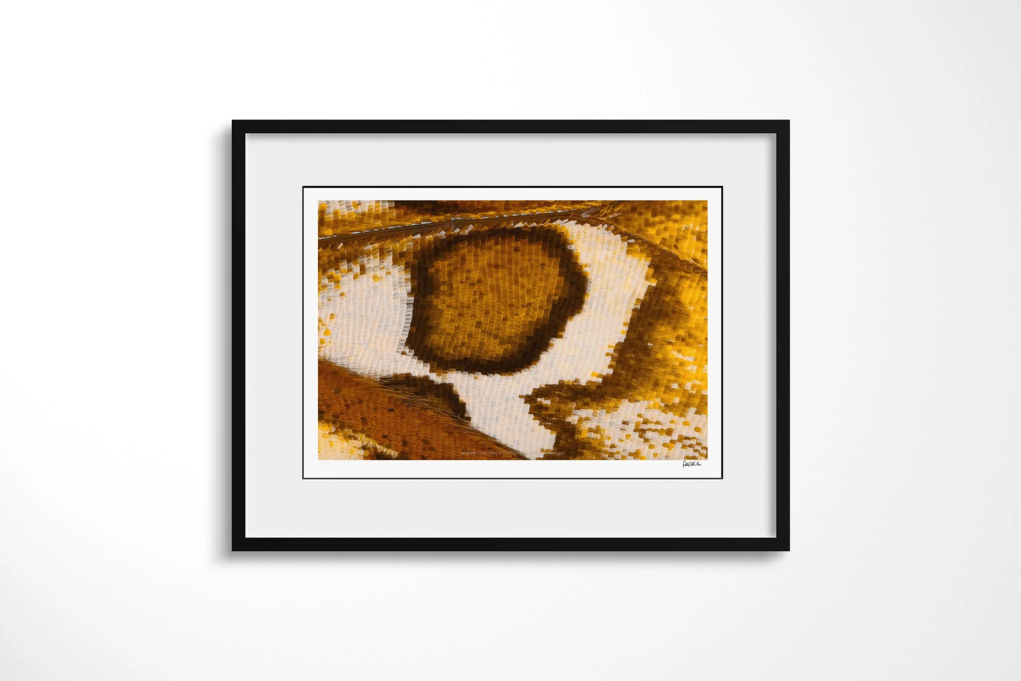 Black-framed presentation of Cymothoe beckeri (Male) - Cymothoe Tribe VIII with a white mount, showing a rounded bronze patch encircled by cream within mottled gold and ochre wing scales.