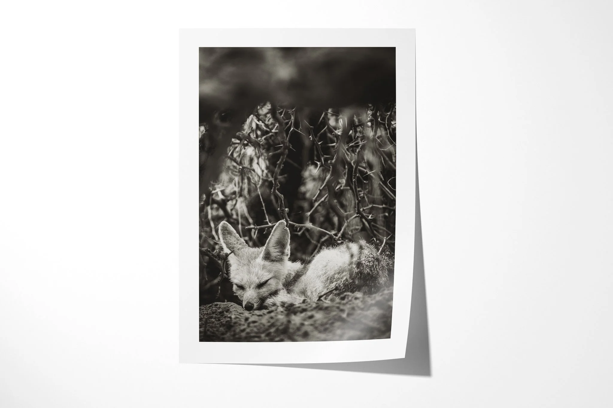 Fine art paper print of Cape Fox, showing cape fox lying low among leaf litter and sparse vegetation, its large ears upright.