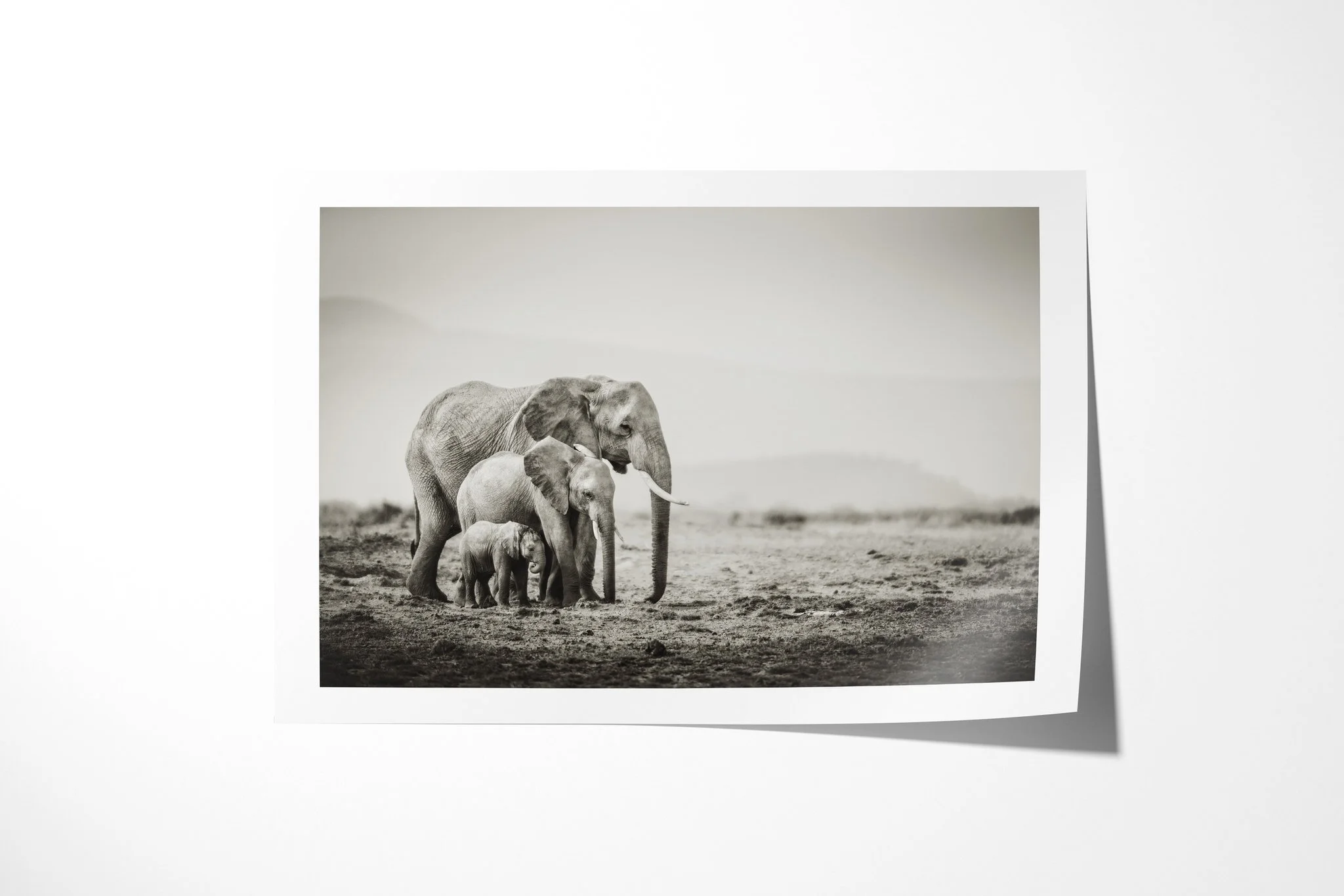 Fine art paper print of Generations, showing three African savanna elephants of different sizes walking close together across open ground.