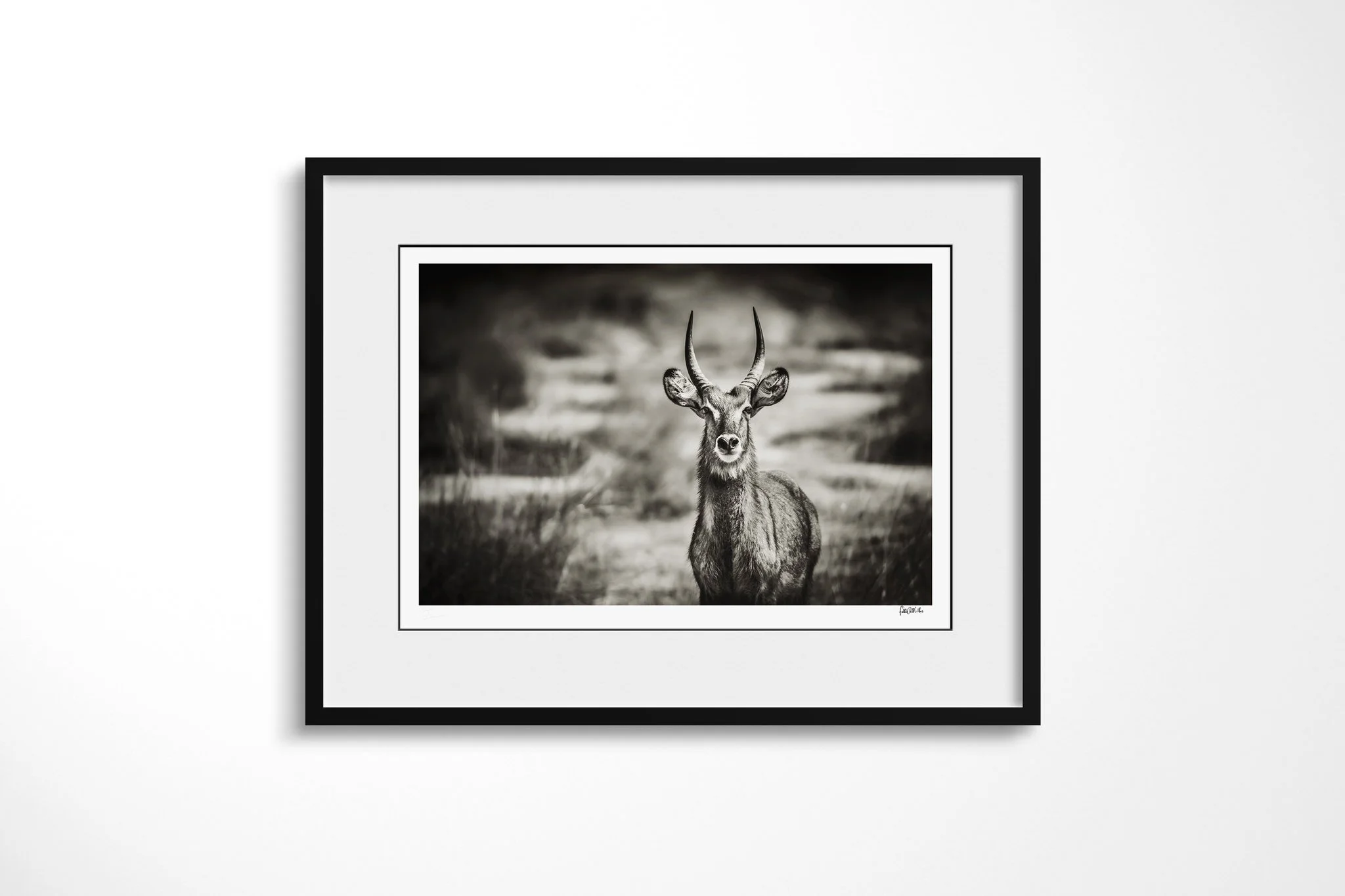 Framed presentation of Young Buck with a white mount and black frame, showing young male common waterbuck standing in grass, with long ringed horns, pale muzzle and shaggy coat.