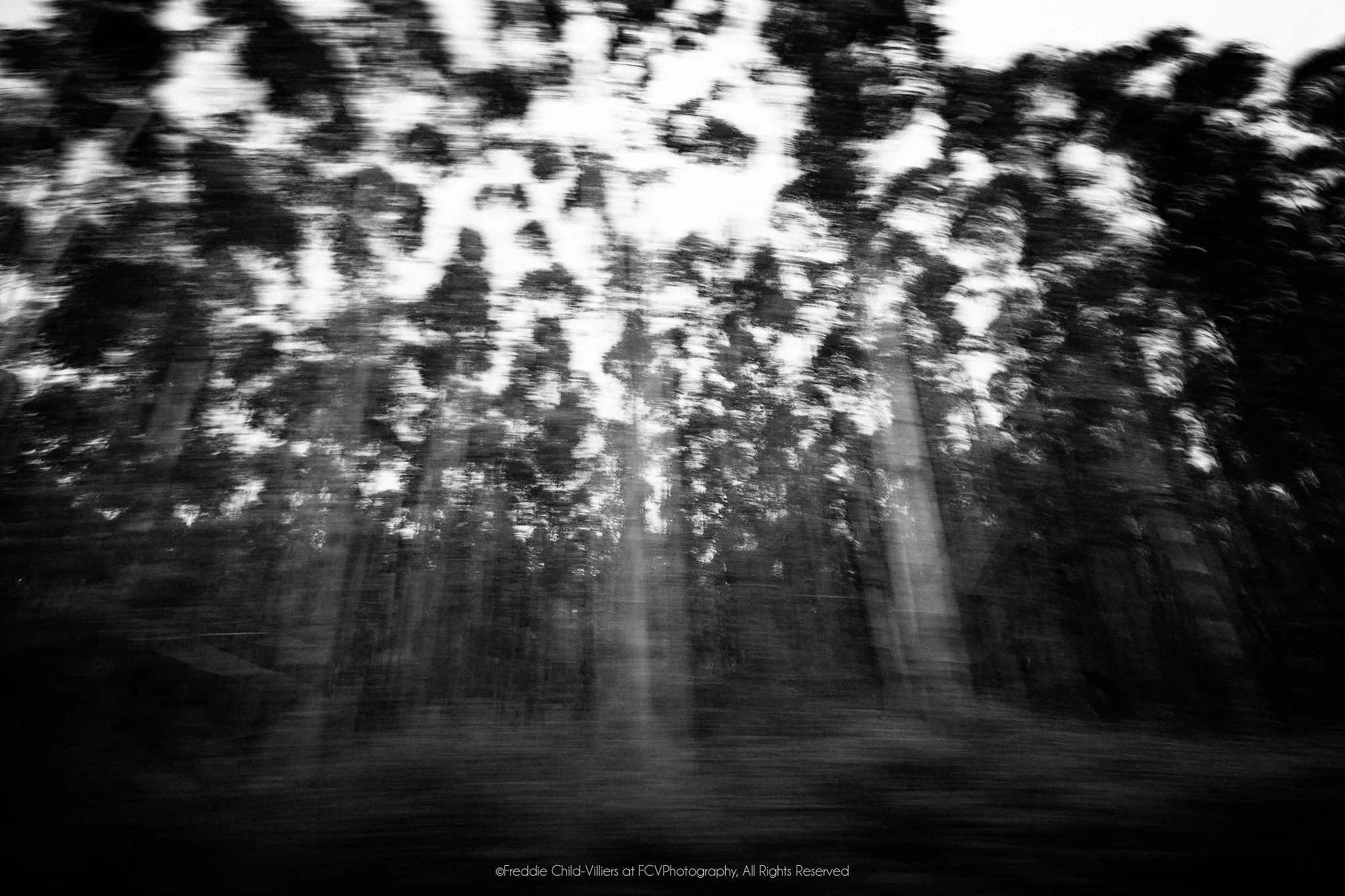 Tall forest trees rendered as dense black-and-white streaks by strong lateral motion blur.