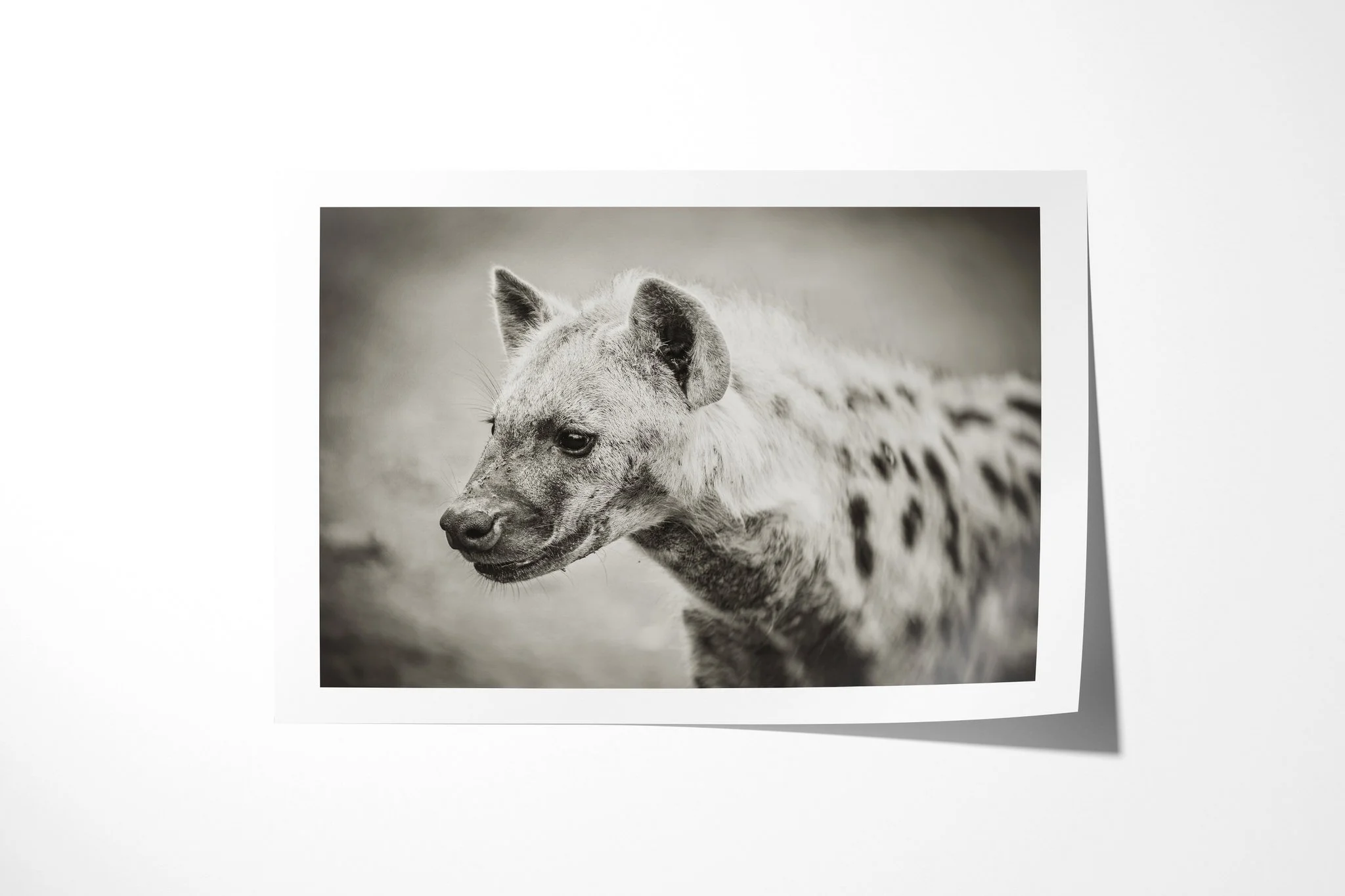 Fine art paper print of Hyena II, showing spotted hyena in side profile, with rounded ear, broad muzzle and sloping back visible.