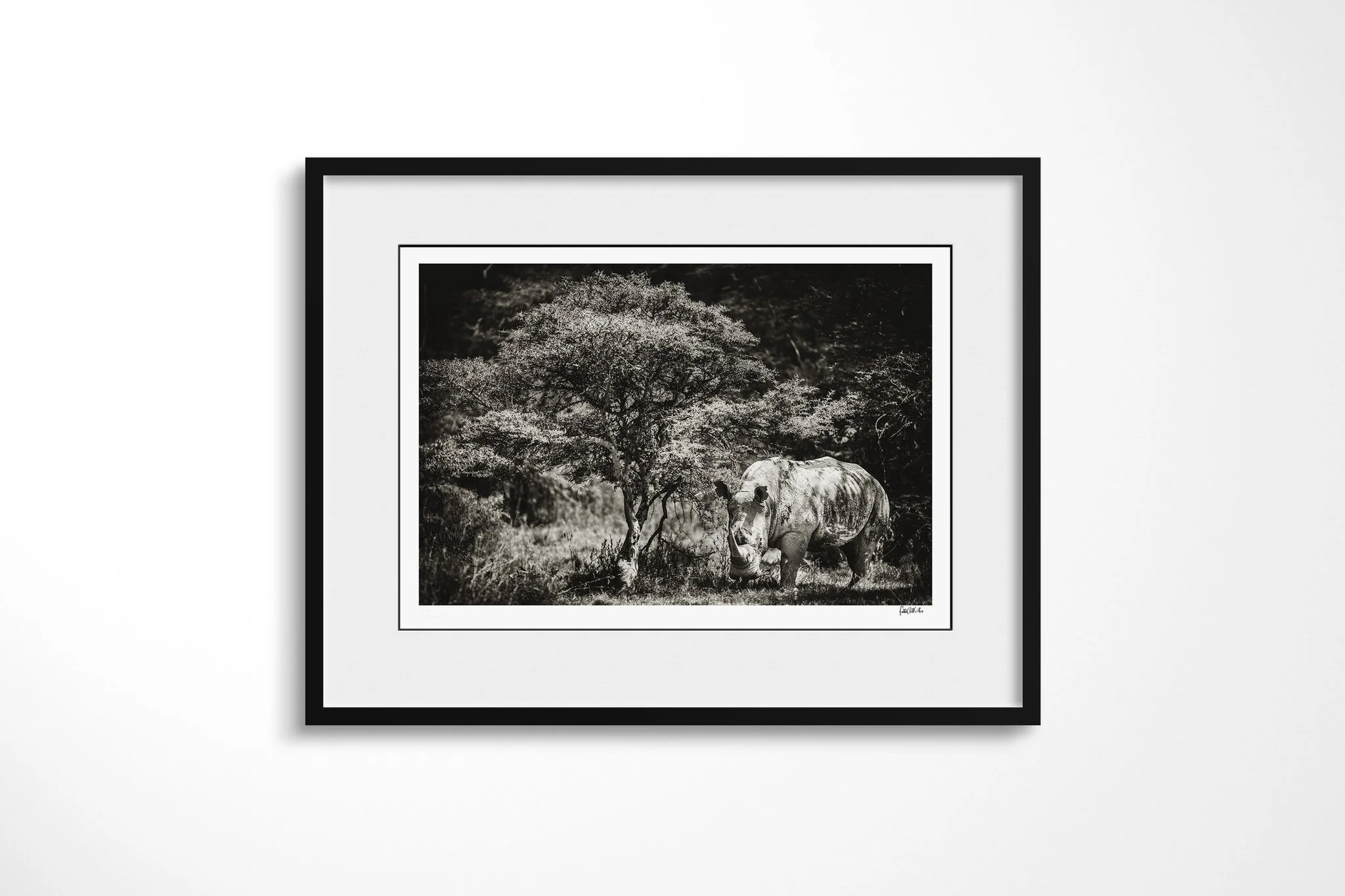 Framed presentation of White Rhino with a white mount and black frame, showing white rhinoceros standing beneath a broad tree, with square muzzle, heavy shoulder and two horns visible.