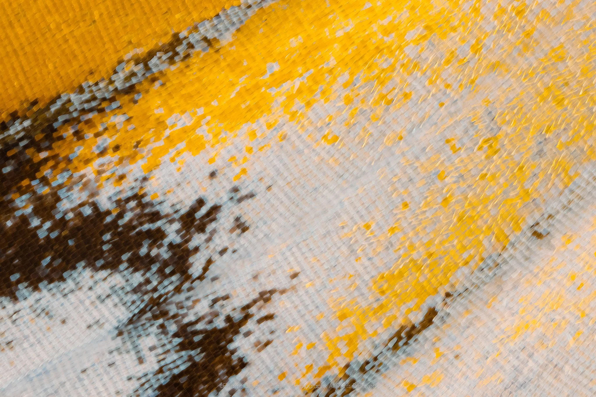 Extreme macro detail of golden and pale blue-grey wing scales divided by a dark mottled seam and slender vein.