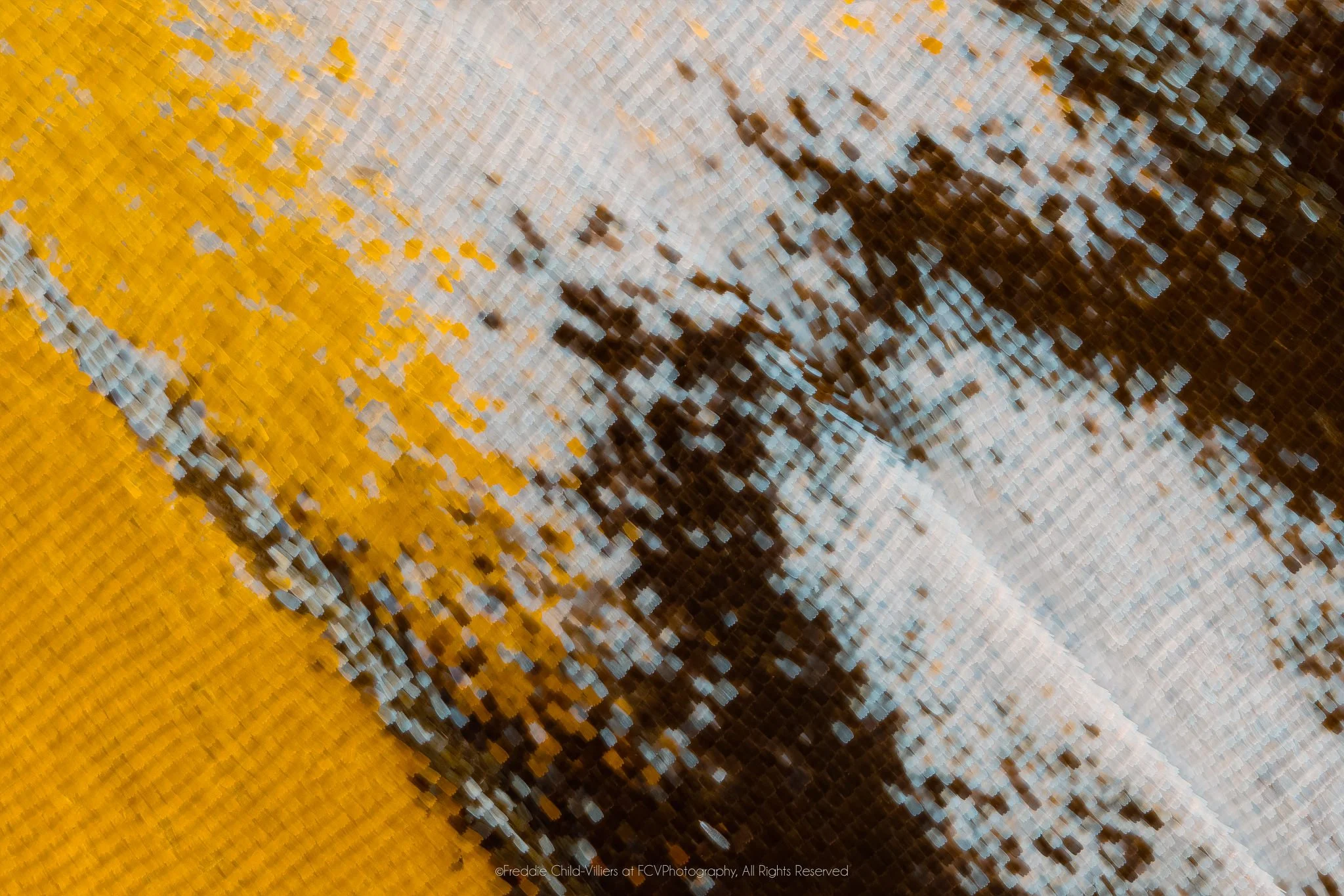 Extreme macro detail of yellow, blue-white and dark brown wing scales meeting along a pale diagonal vein.