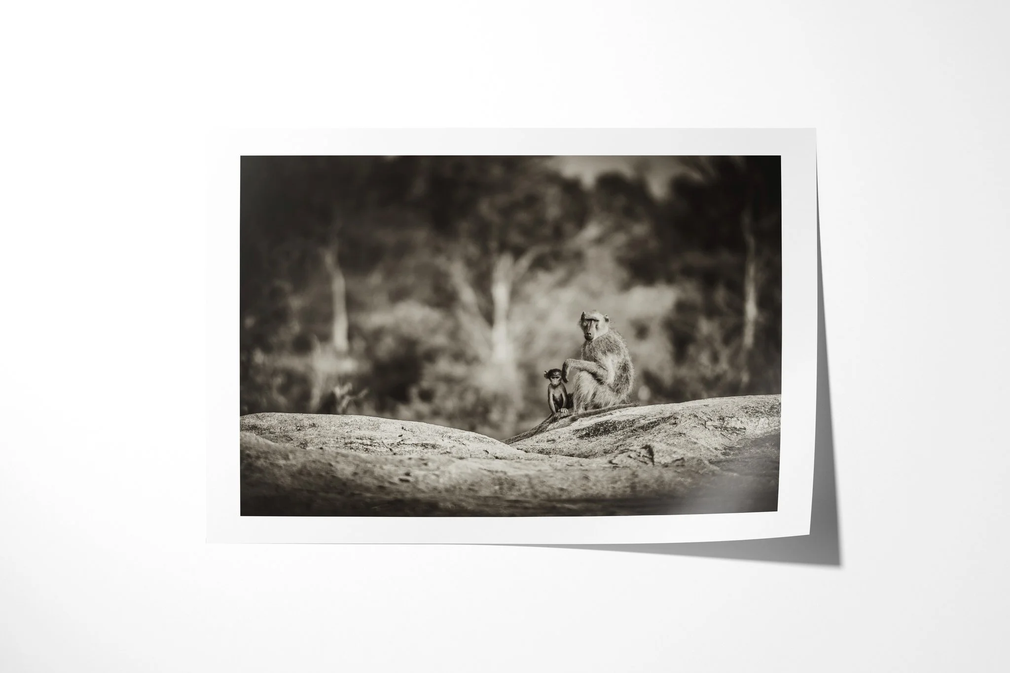 Fine art paper print of Baboons, showing adult baboon seated on a rock with a small infant held close against its body in woodland.